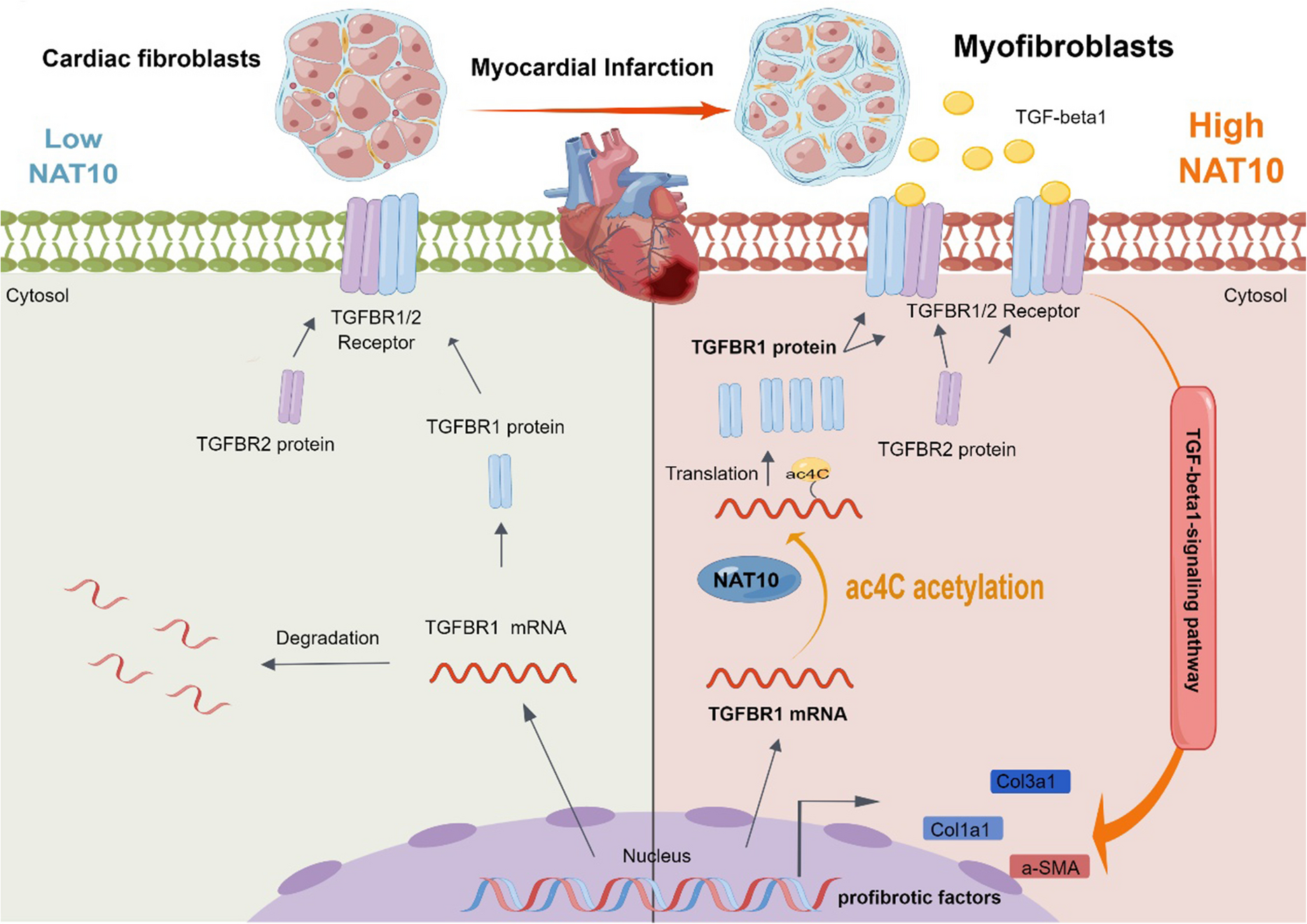 NAT10 Mediates Cardiac Fibrosis Induced by Myocardial Infarction Through ac4C Modification of TGFBR1 mRNA