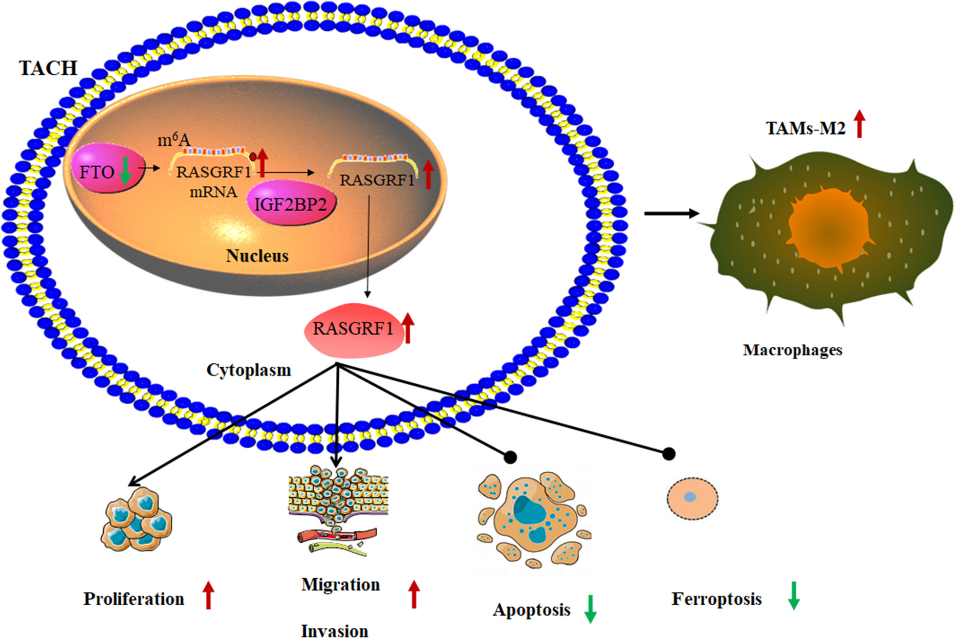 FTO-mediated the destabilization of  mRNA impedes thyroid cancer progression and suppresses macrophage M2 polarization