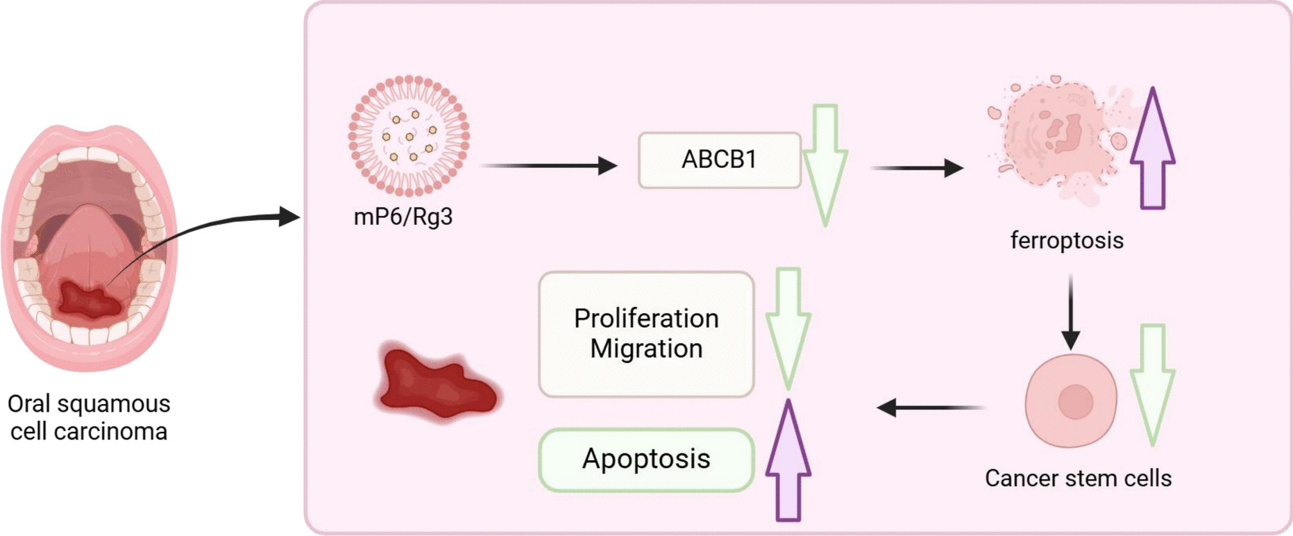 CD44-targeted therapy using mP6/Rg3 micelles inhibits oral cancer stem cell proliferation and migration