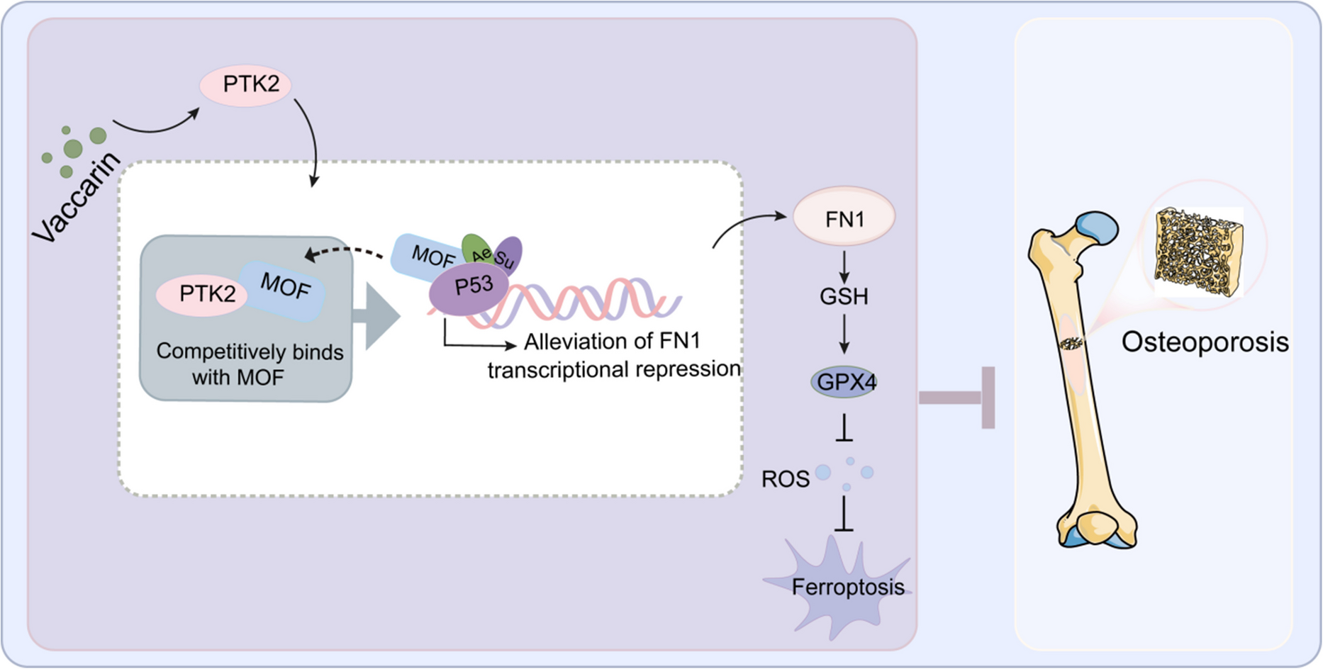 Targeting PTK2 by vaccarin alleviates osteoporosis through inhibiting ferroptosis via modulating P53 acetylation/succinylation