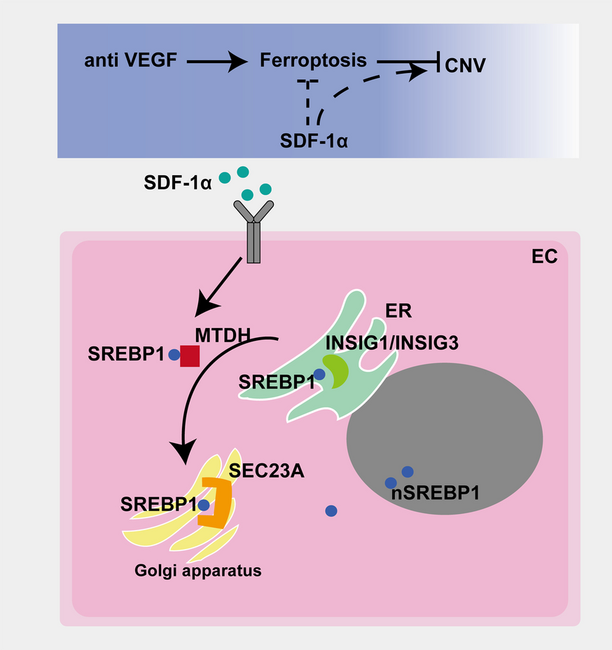 The SDF-1α/MTDH axis inhibits ferroptosis and promotes the formation of anti-VEGF-resistant choroidal neovascularization by facilitating the nuclear translocation of SREBP1