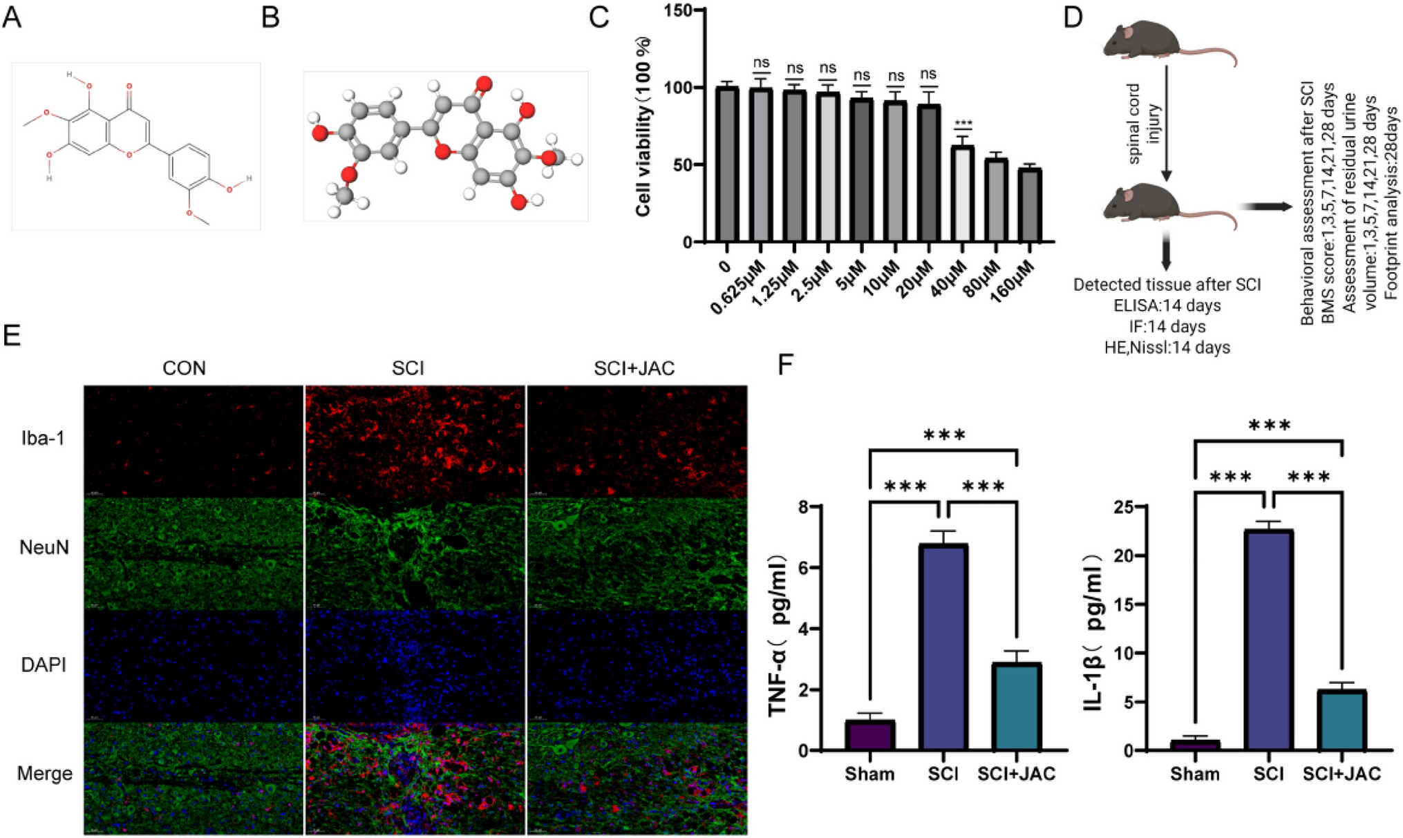 Mechanistic Study of Jaceosidin in Regulating Secondary Inflammation After Spinal Cord Injury in Mouse by Inhibiting PKM2 Activity