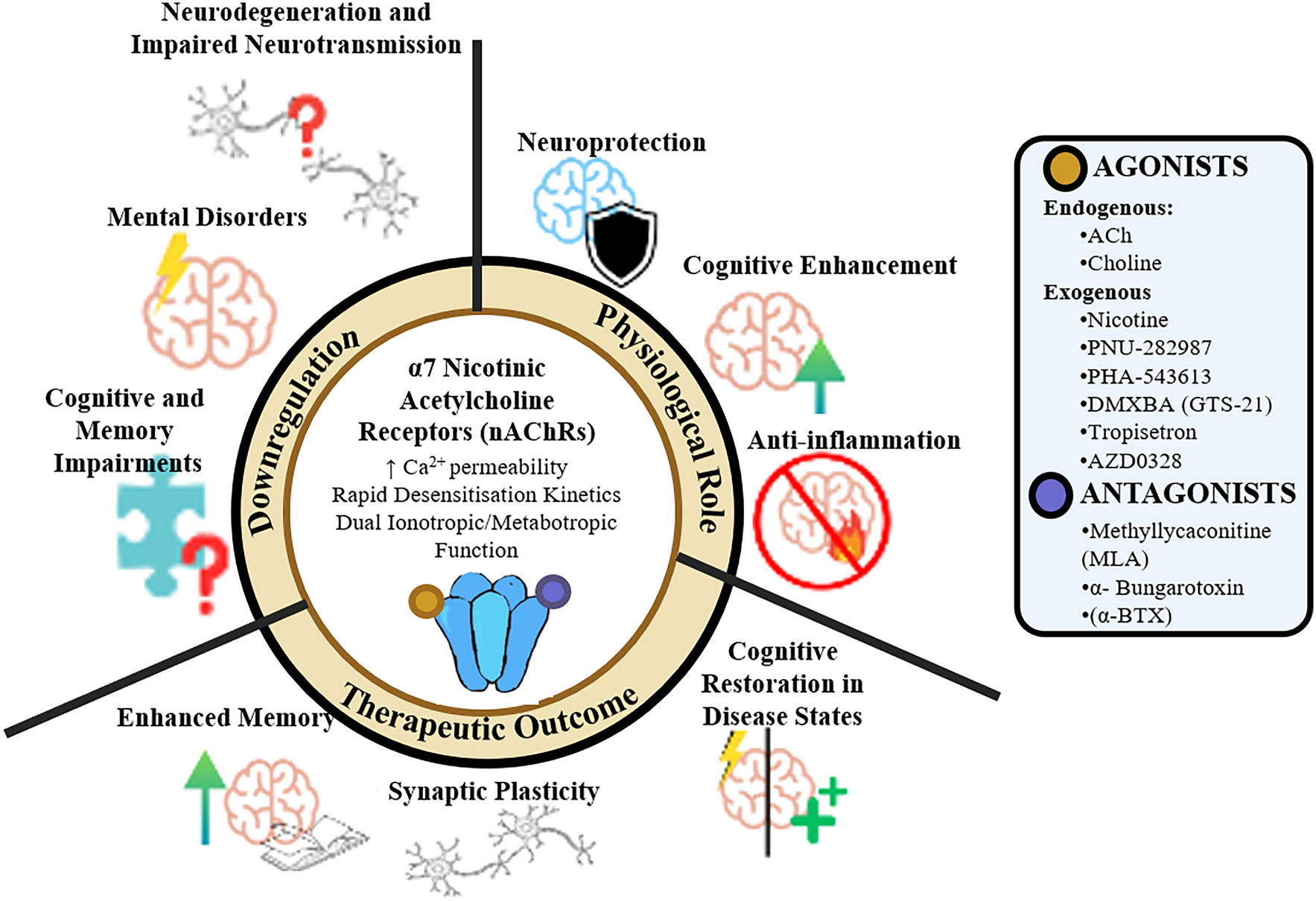 Targeting Neuronal Alpha7 Nicotinic Acetylcholine Receptor Upregulation in Age-Related Neurological Disorders