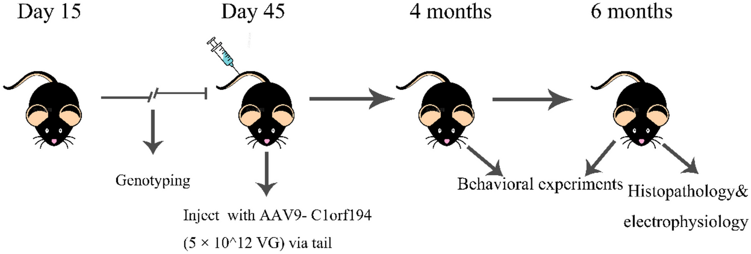 Intravenous Administration of an AAV9 Vector Ubiquitously Expressing  Gene Improved CMT-Like Neuropathy in  Mice