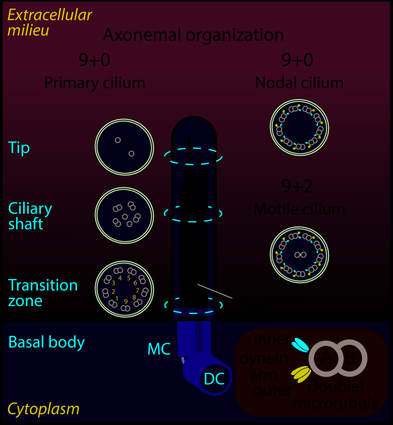 The primary cilium as a multifunctional organelle: emerging roles and unanswered questions