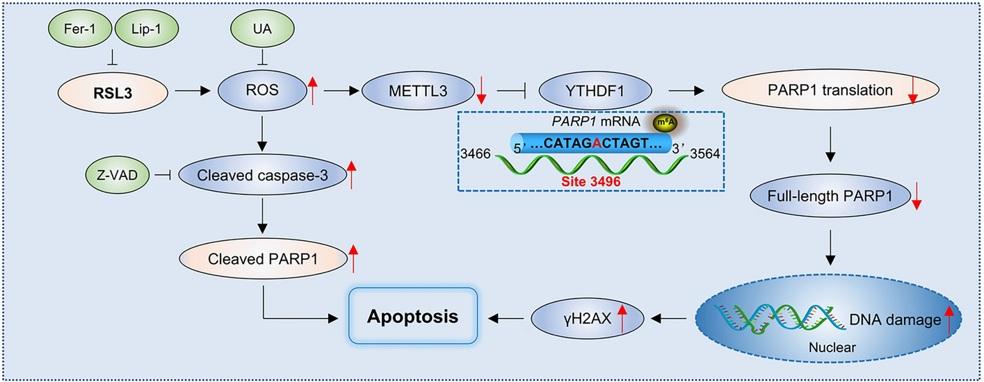 RSL3 promotes PARP1 apoptotic functions by distinct mechanisms during ferroptosis
