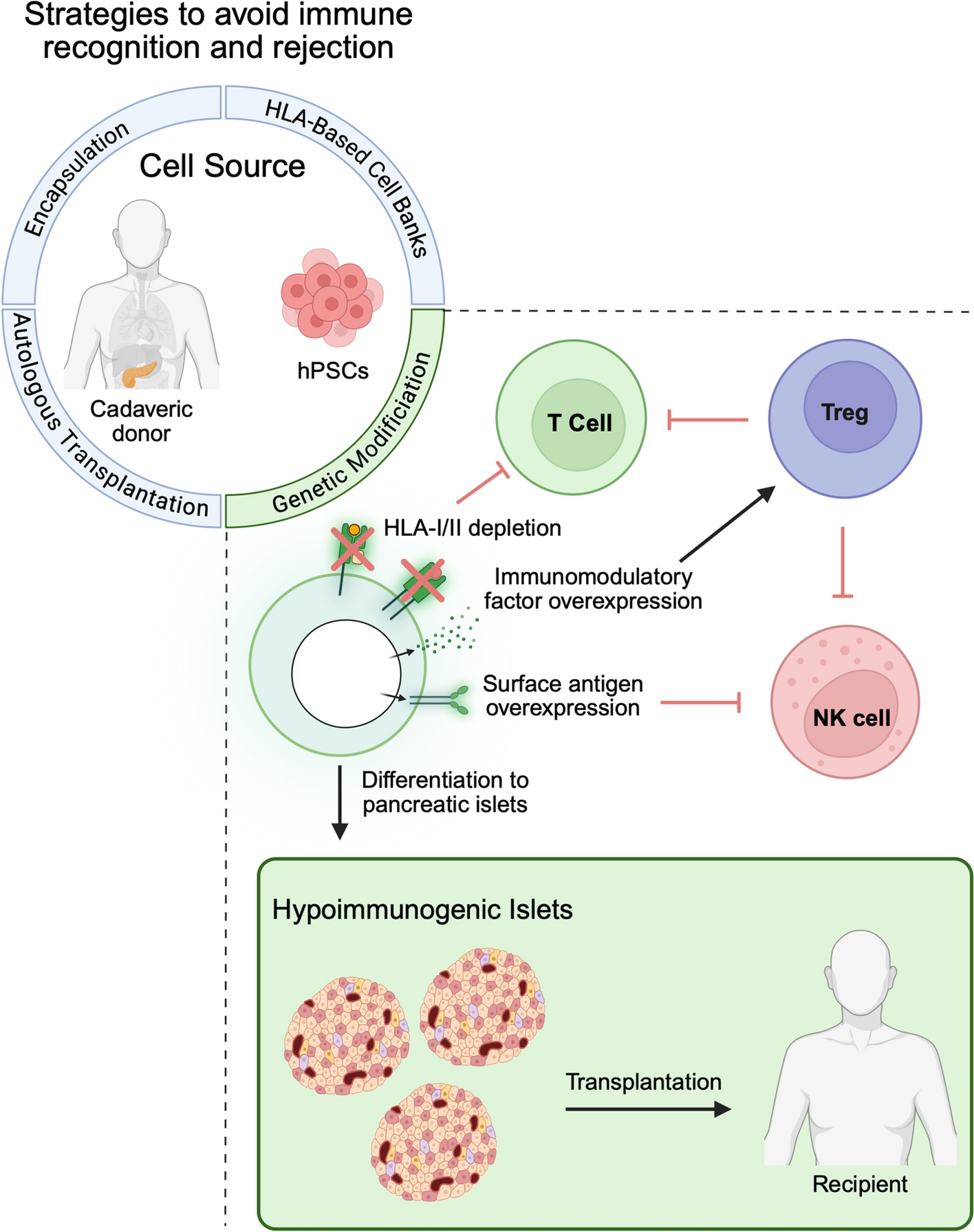 Hypoimmune stem cells and islets: hype or a true breakthrough in diabetes treatment?