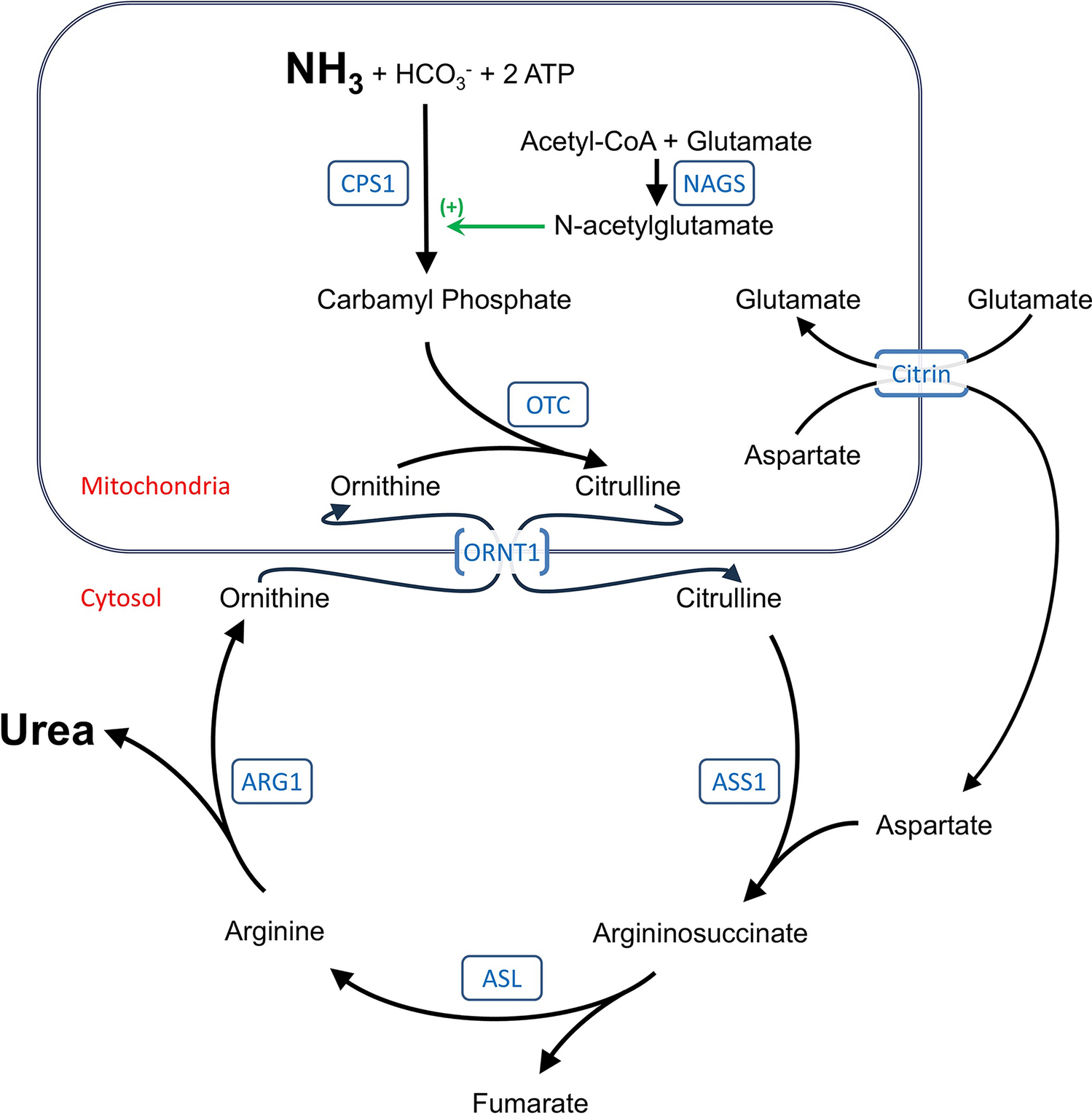 Current Treatment Modalities for Urea Cycle Disorders