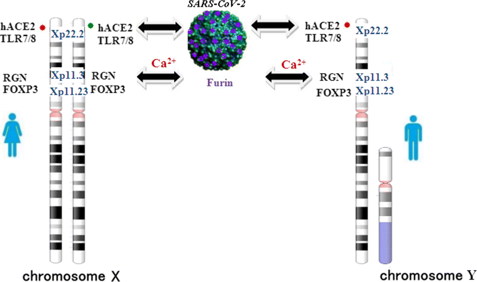 Chromosome X riddle in SARS-CoV-2 (COVID-19) - related lung pathology