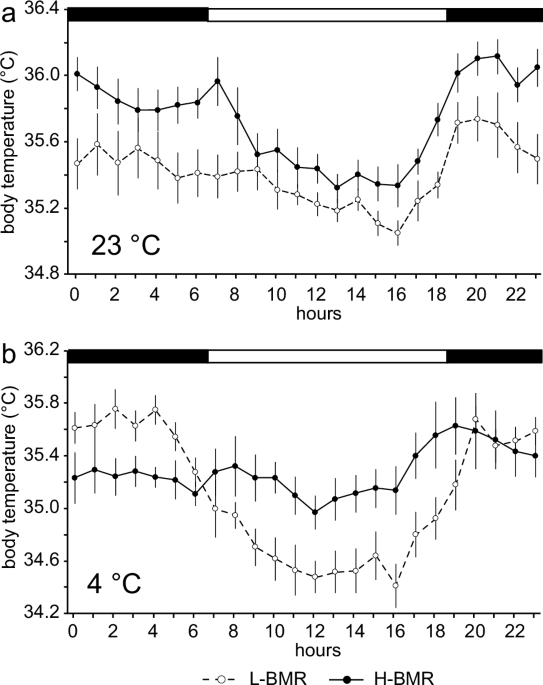 The effect of divergent selection on the basal metabolic rate on body temperature in males of laboratory mice with different levels of obesity