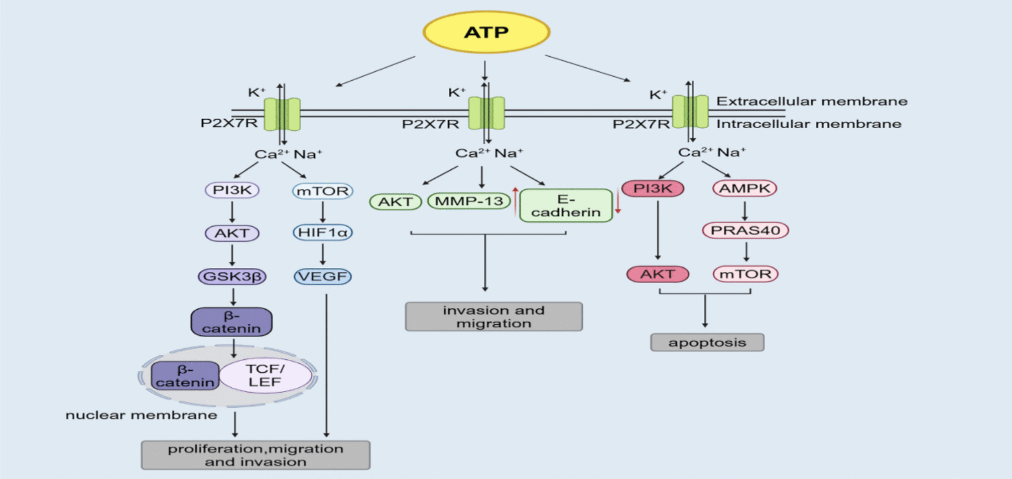 The P2X7 receptor in leukemia: pathological mechanisms and therapeutic potential