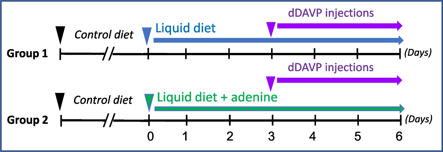Adenine at lower doses acts in the kidney as an aquaretic agent and prevents hyponatremia