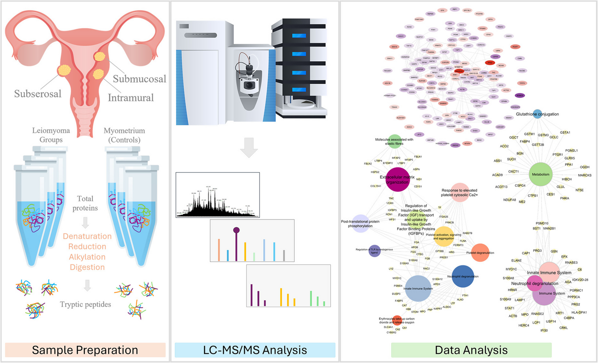 Regional Proteomic Characterization of Uterine Leiomyomas: Implications for Molecular Pathways and Tumor Biology
