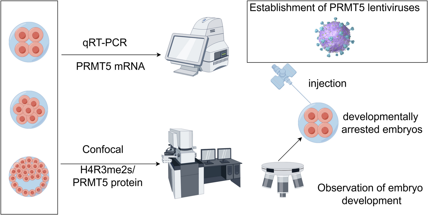 The Role of  in Embryonic Developmental Arrest: Insights from IVF-ET Discarded Human Embryos