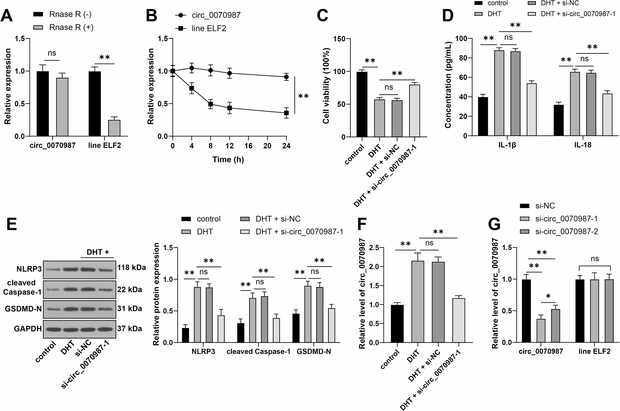 Circ_0070987 Promotes Pyroptosis of Ovarian Granulosa Cells in Polycystic Ovarian Syndrome Through the miR-139-5/CDH1 Axis