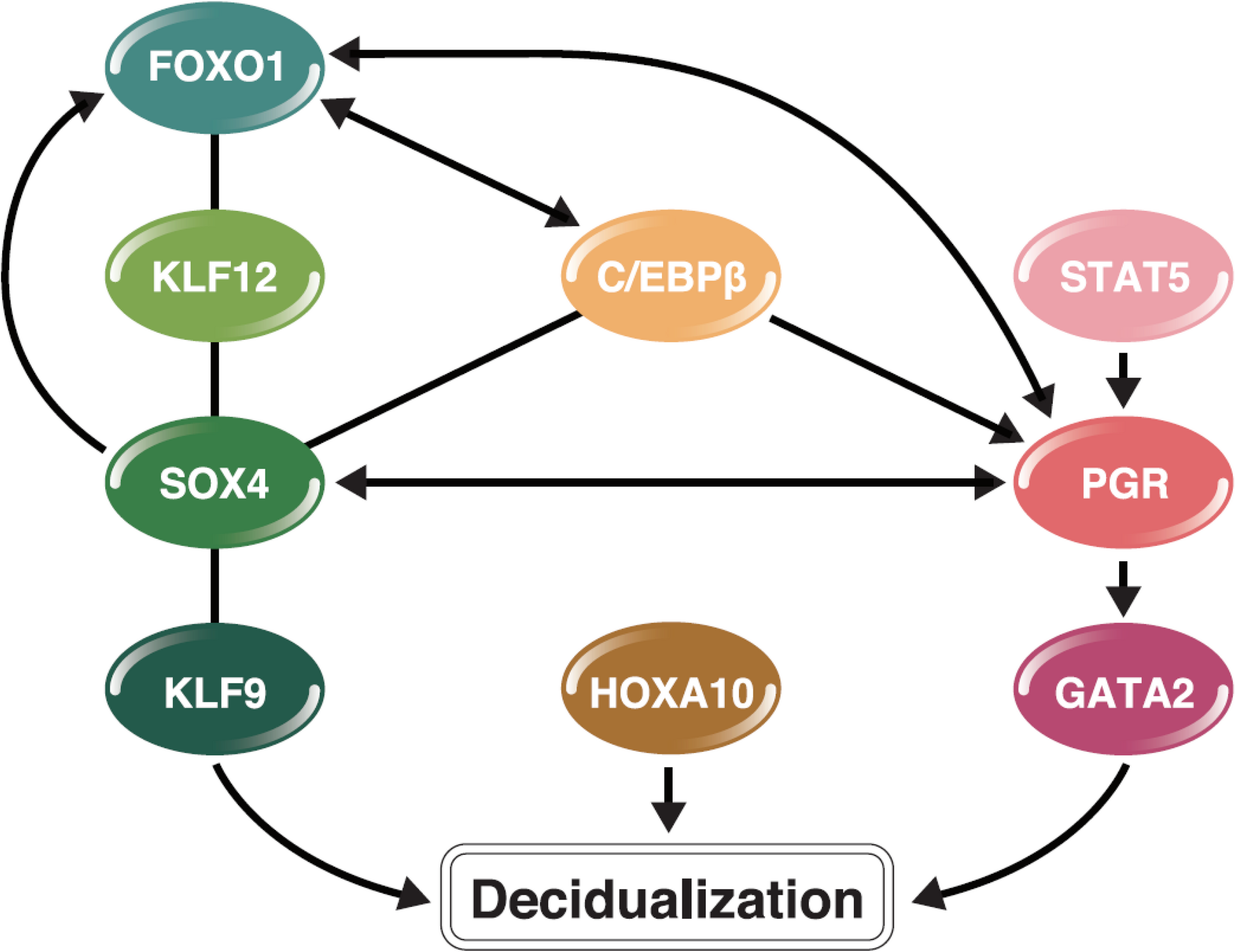 Regulatory Interplay of p53, AMPK, and mTOR in Decidualization: Implications for Reproductive Competence and Cancer Biology