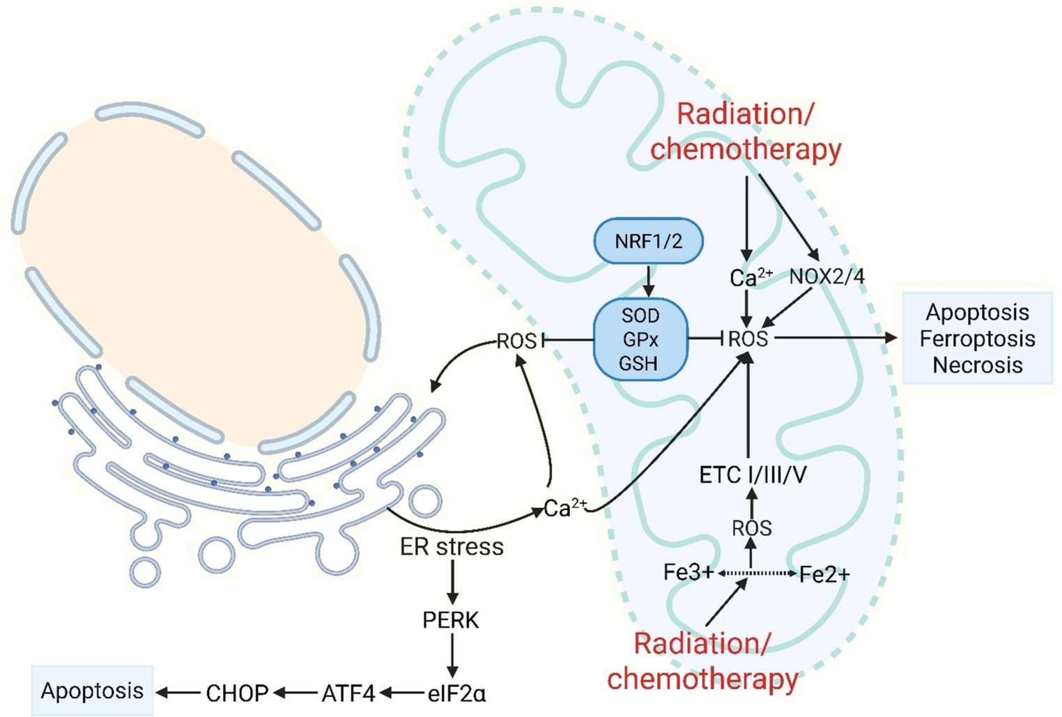 Chemo-/radiotherapy-induced cardiomyopathy: roles of mitochondria and endoplasmic reticulum