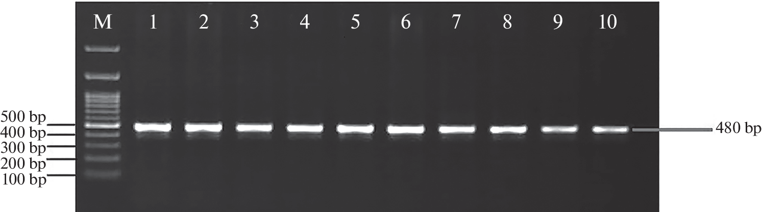 Genotype and Allele Frequencies of  rs3763676 and rs12529 Variations in a Turkish Population: Novel PCR-RFLP Assays
