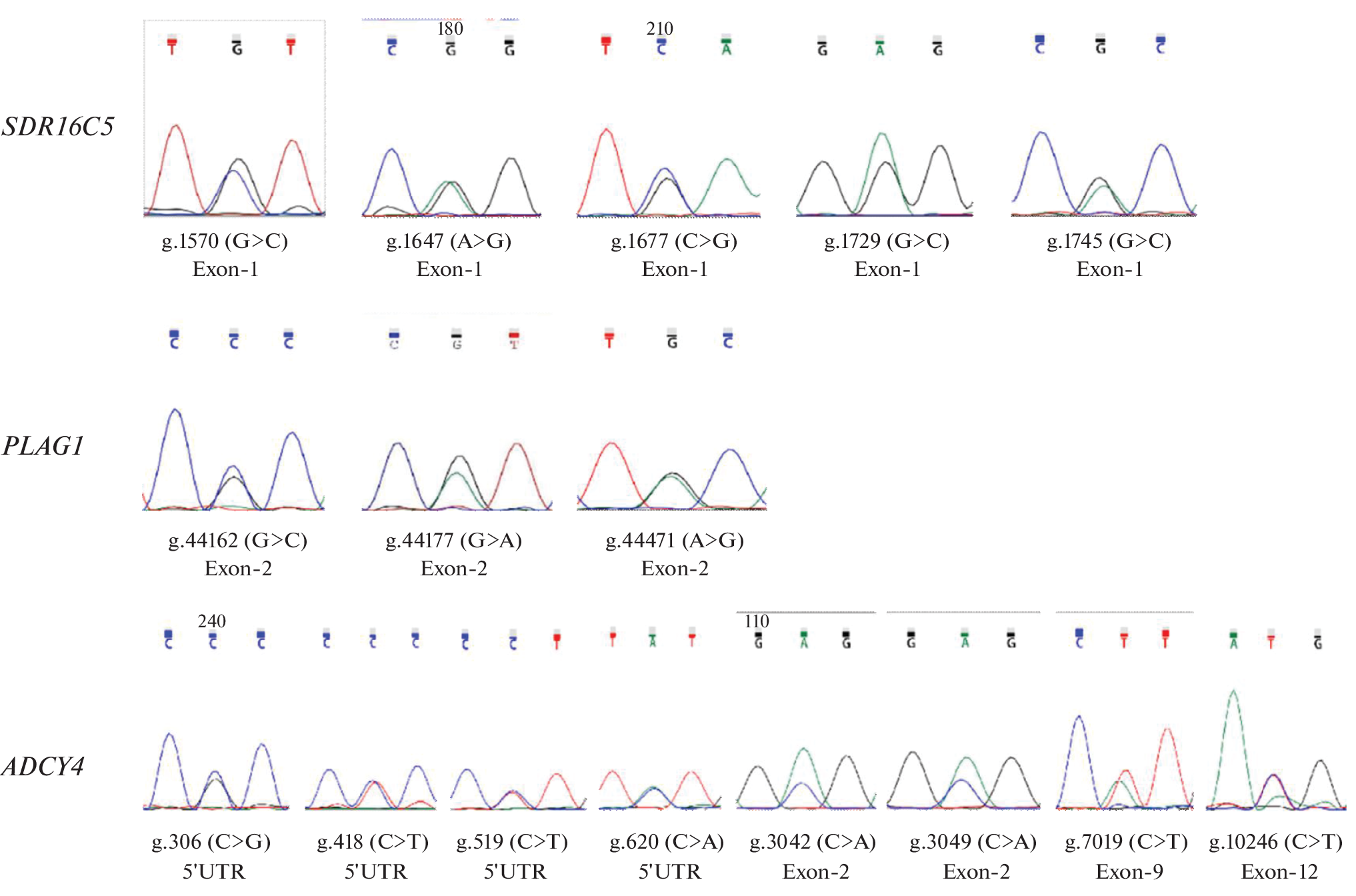 Association of , , and  Gene Polymorphisms with Body Size Traits in Bamei Pigs