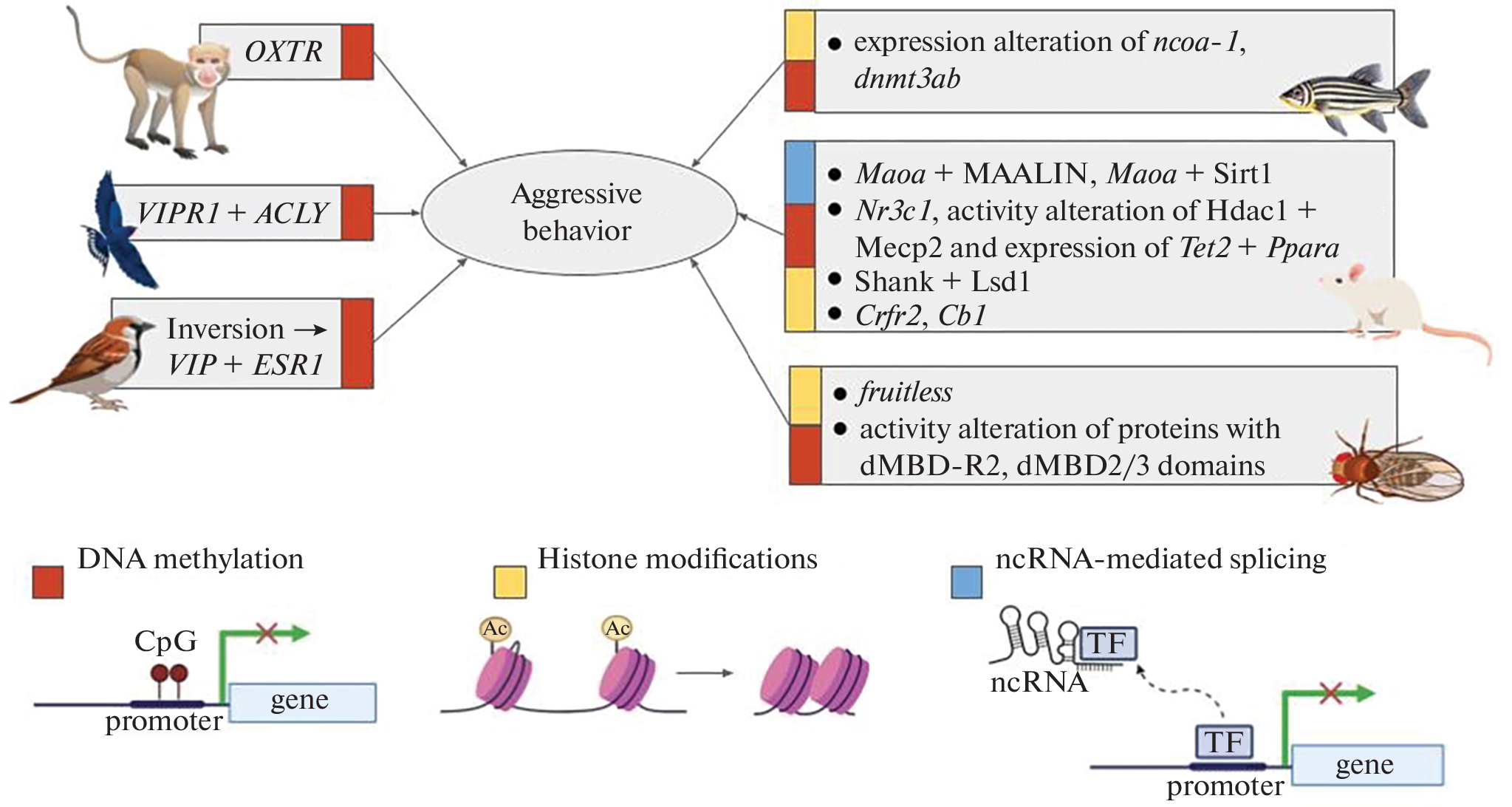Epigenetics of Aggression: Recent Advances and Perspectives on Animal Models