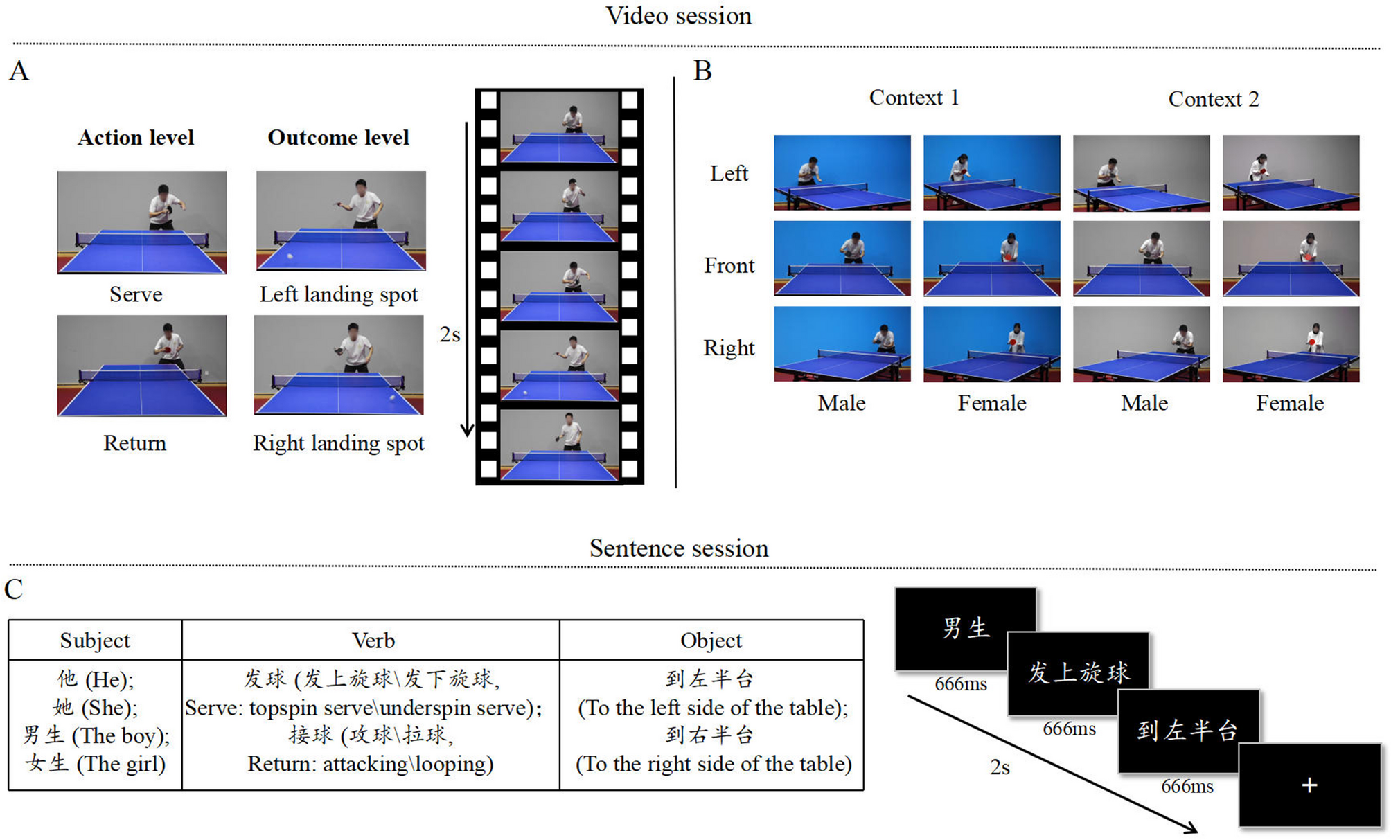 Motor expertise shapes crossmodal and modality-specific action representations in table tennis players