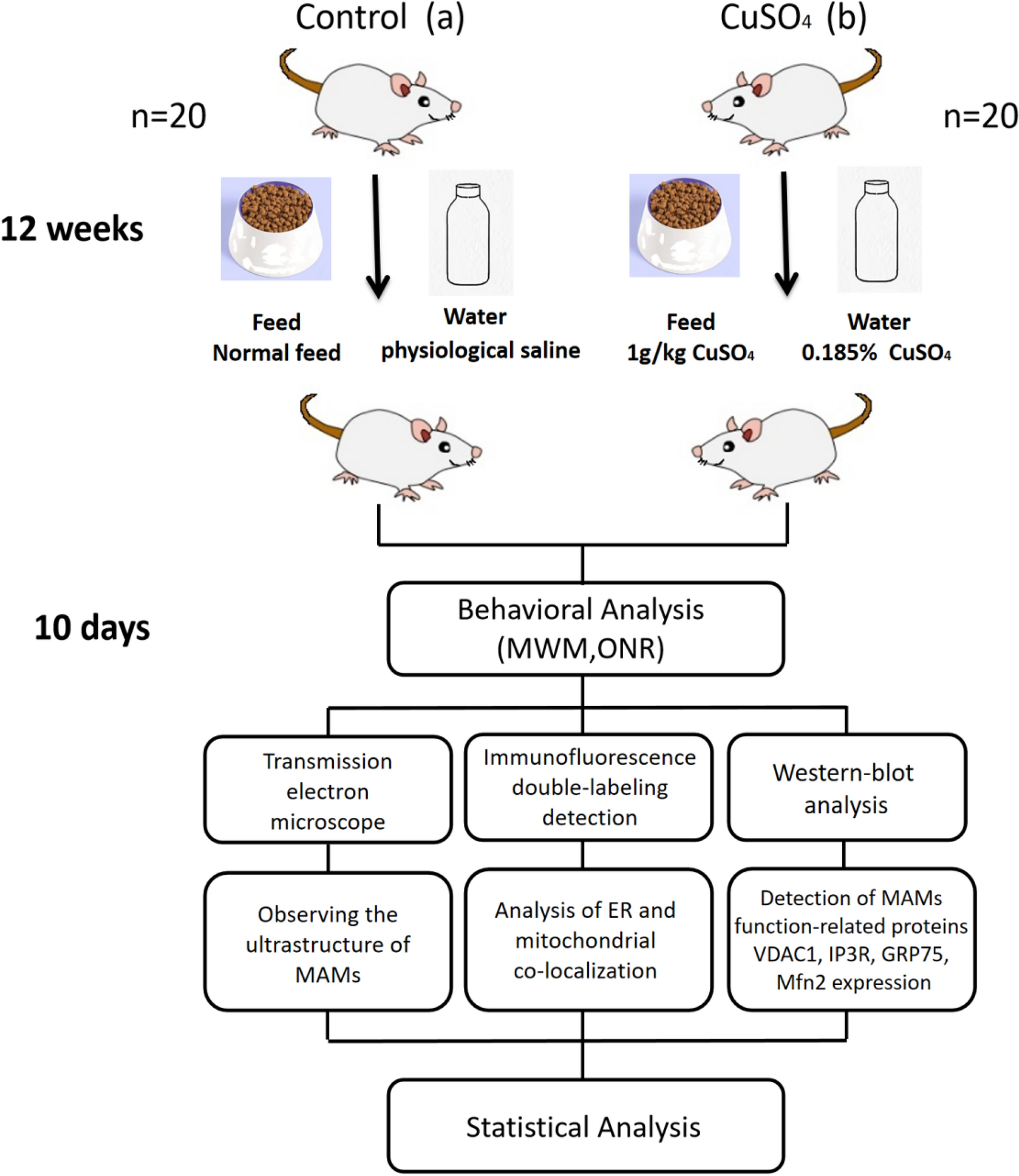 Copper loading may affect rat neurobehaviour by impairing mitochondria-associated endoplasmic reticulum membranes in hippocampal neurons