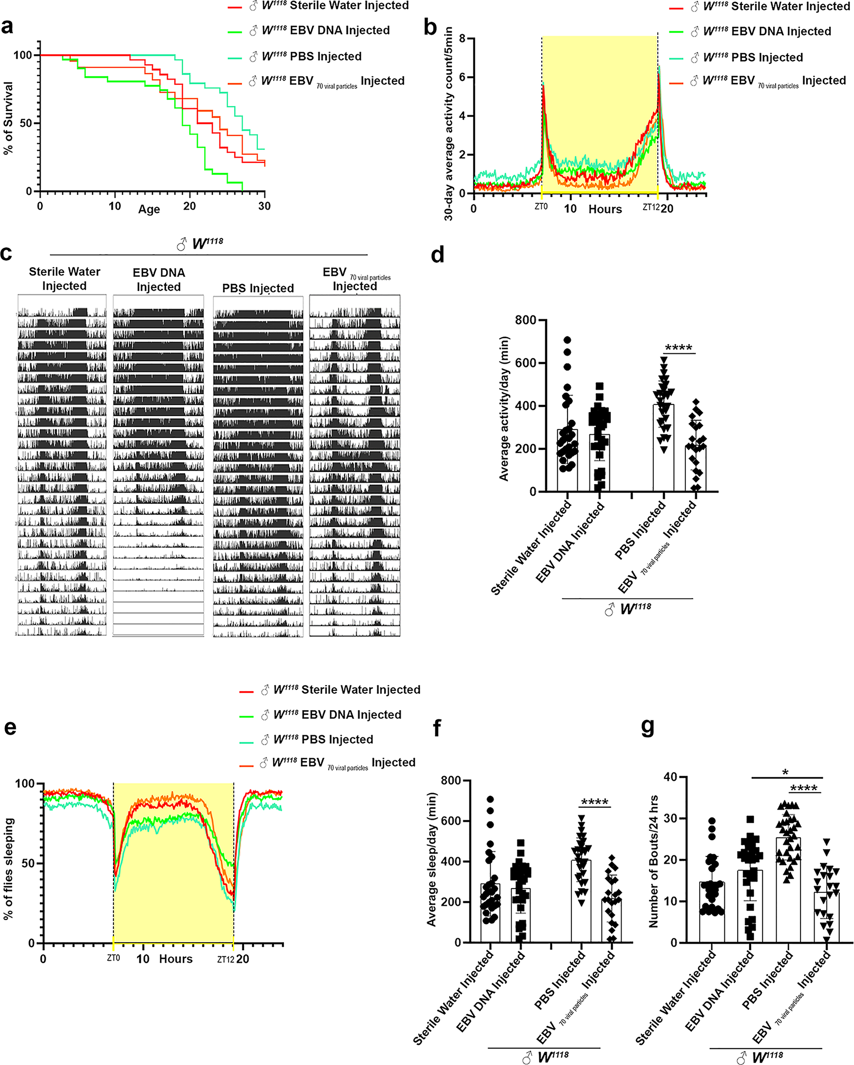 Disruption of circadian rhythms and behavior in Drosophila melanogaster induced by Epstein-Barr virus: insights into viral infections and host physiology