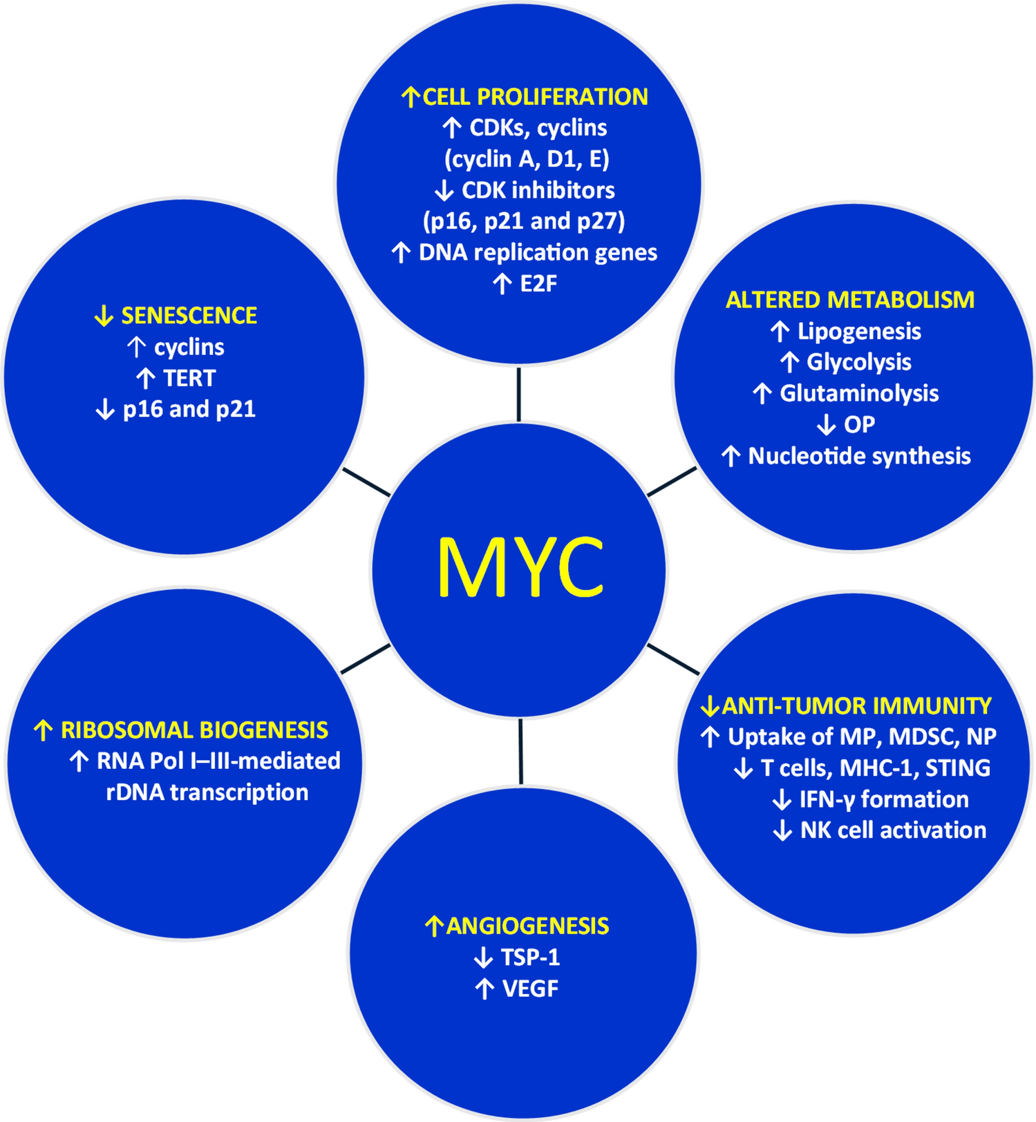 MYC as a Target for Cancer Treatment: from Undruggable to Druggable?