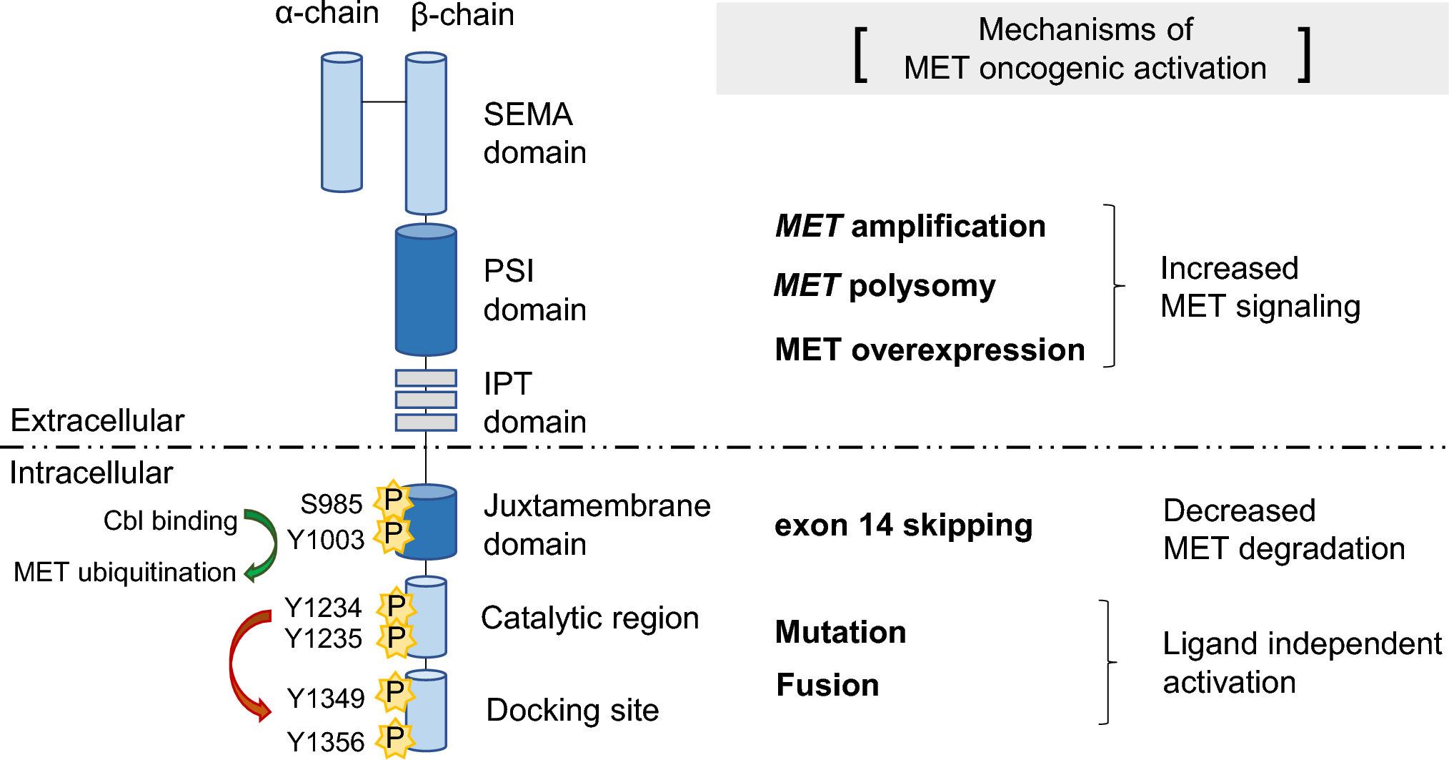 MET Alterations in Cancer and MET-Targeted Therapy: Detection Strategies, Treatment Efficacy, and Emerging Technologies