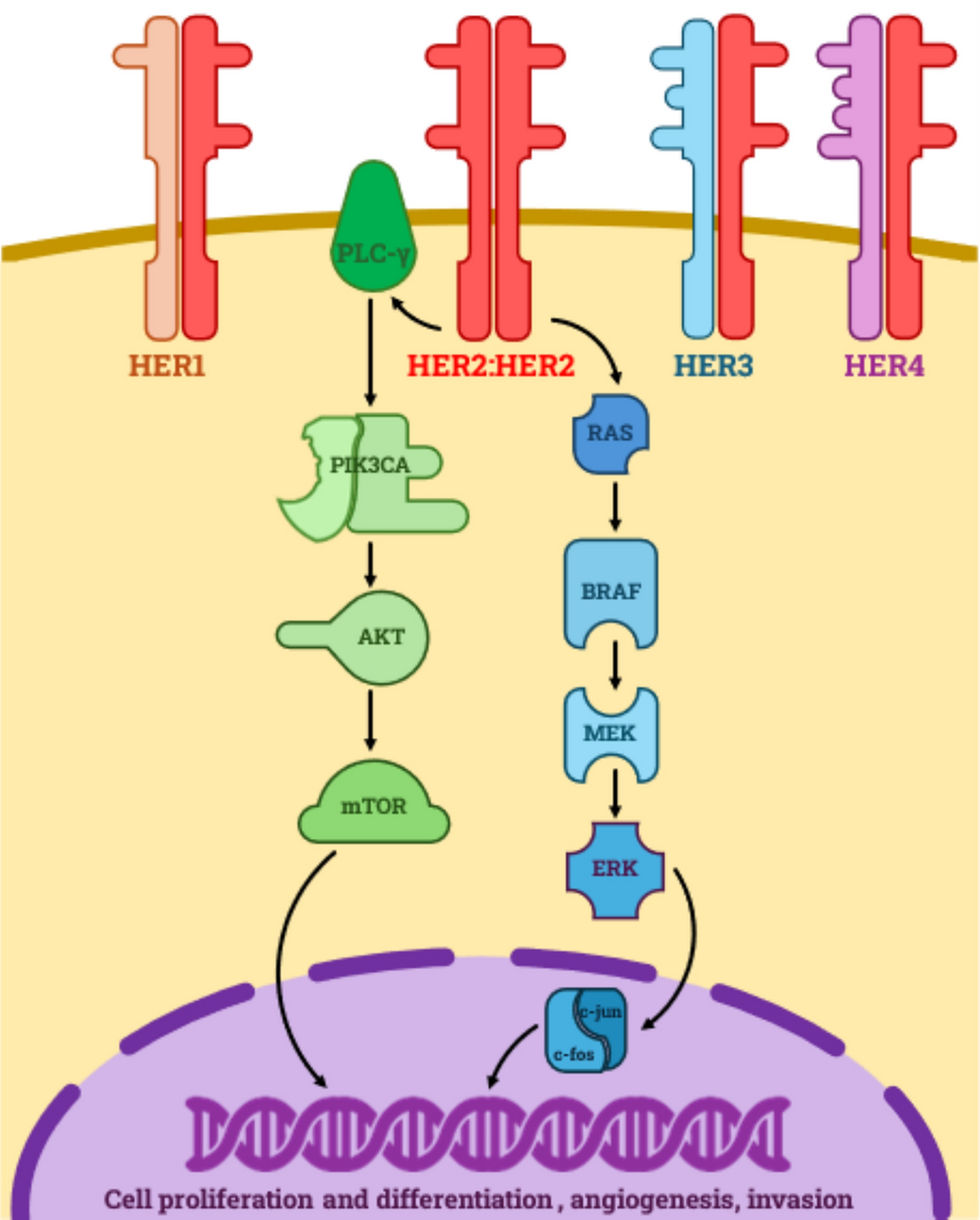 HER2-Positive Urothelial Carcinoma: Current Evidence on Targeted Agents and Immunotherapy-Based Combinations