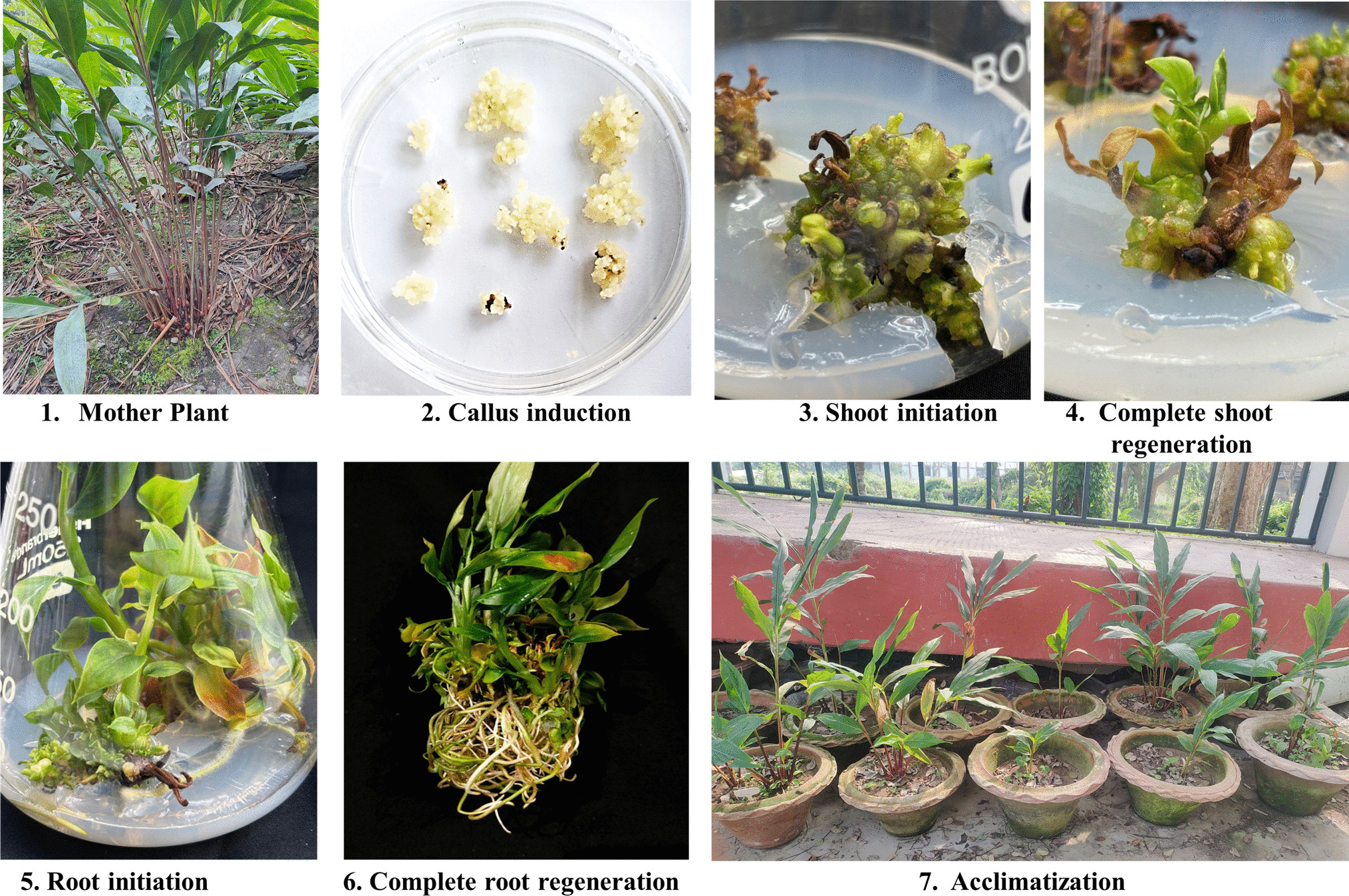 Influence of plant growth regulators, basal medium strength, and carbon sources on  regeneration and genetic stability of  Roxb.: a threatened cash crop from Northeast India