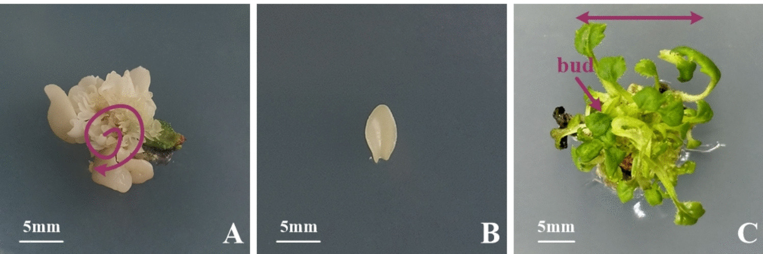 Transcriptome analysis revealing organogenesis-like shoot regeneration from somatic embryo of  ‘J. F. Kennedy’