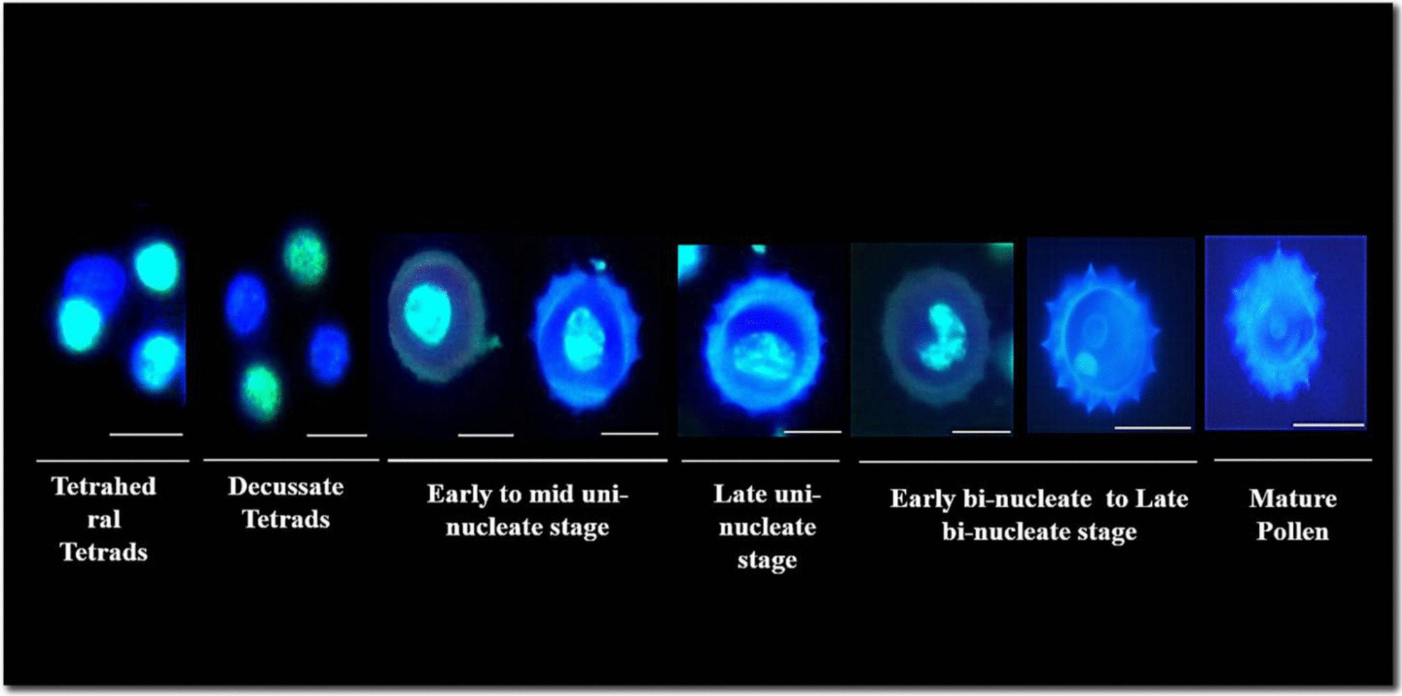 Standardization of microspore developmental stages and plant growth regulators for induction of haploid through anther culture in  genotypes
