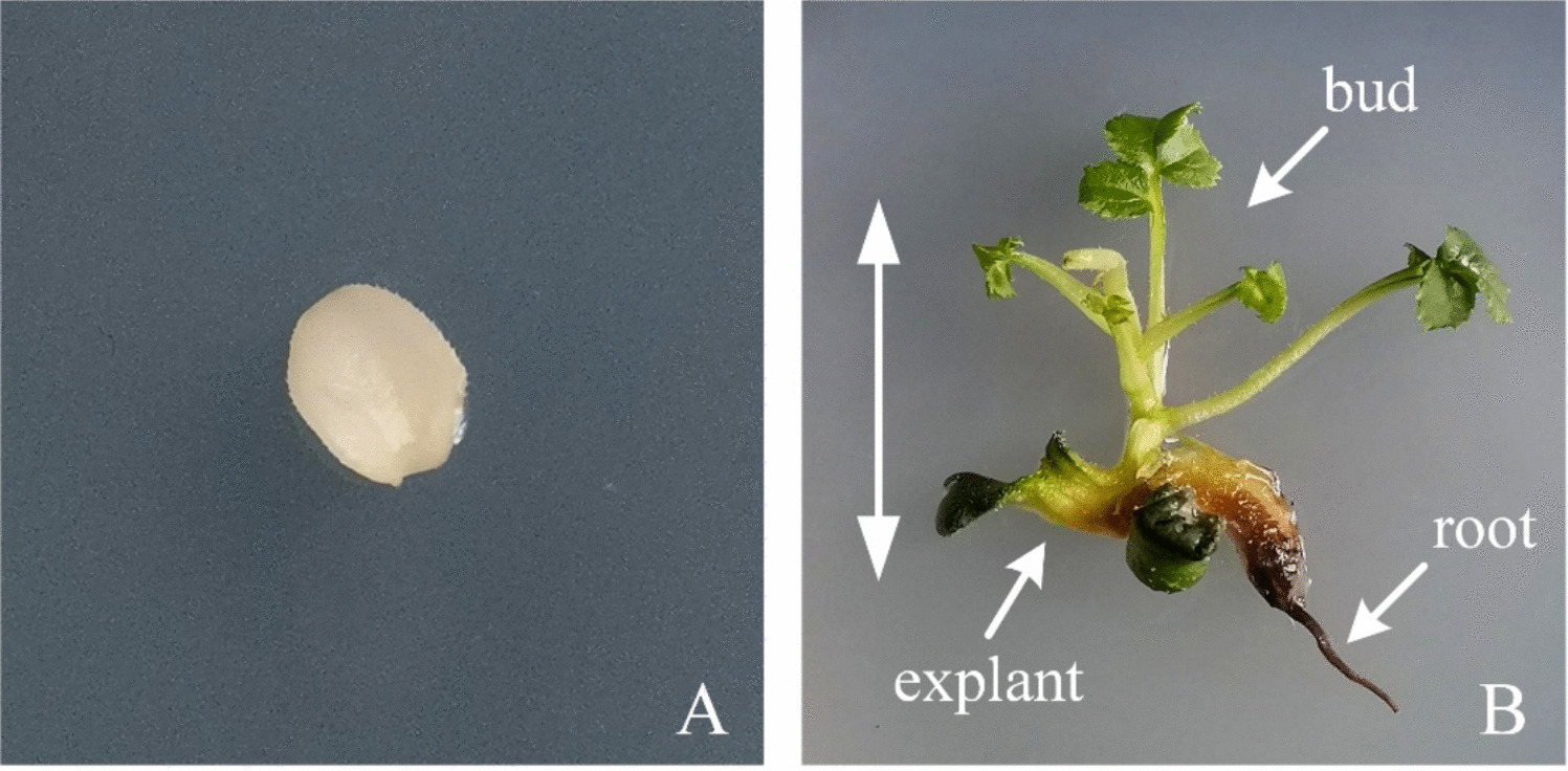 Expression patterns for starch metabolism during somatic embryo bipolar development of