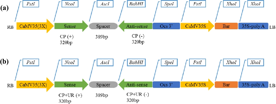 Gene stacking for resistance to potato virus Y (PVY) and potato tuber moth (PTM) in transgenic potato plants
