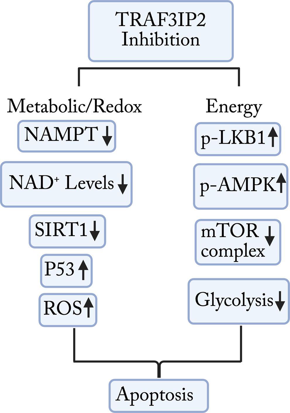 Inhibition of TRAF3IP2 Modulates NAMPT and NAD Metabolism in Glioblastoma