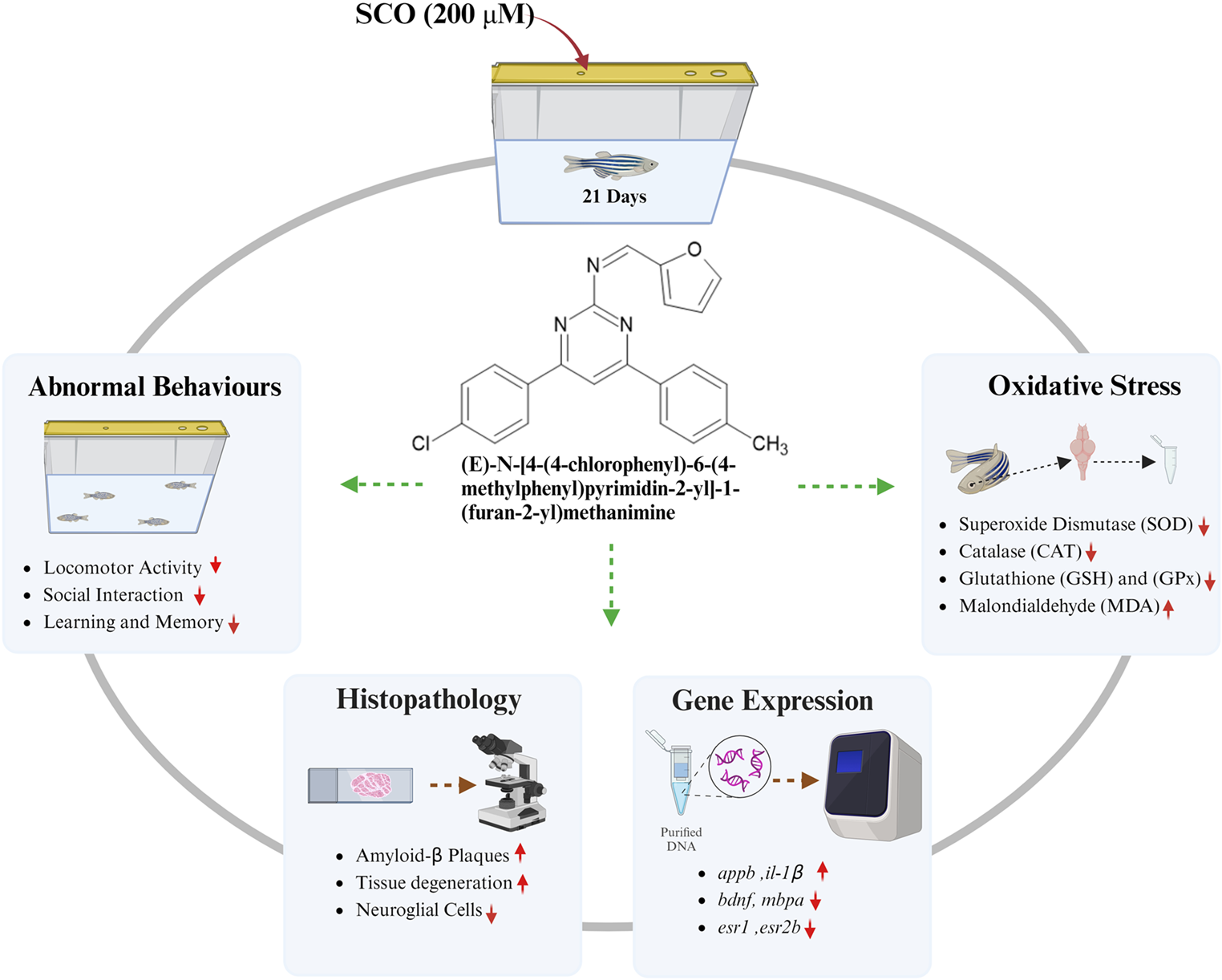 Pyrimidine Derivative, (E)-N-[4-(4-Chlorophenyl)-6-(4-Methylphenyl)Pyrimidin-2-yl]-1-(Furan-2-yl)Methanimine, Named BN5 Ameliorates Cognitive Dysfunction and Regulates  and  Expression in Female In Vivo Zebrafish Alzheimer Model