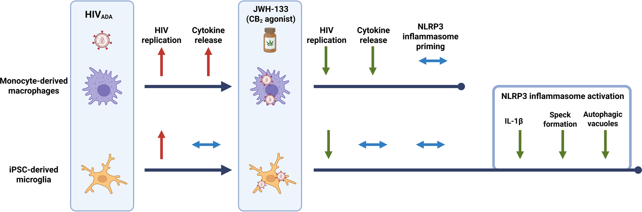 Differential Effects of Cannabinoid Receptor 2 Agonists on HIV Replication and Inflammatory Activation in Monocyte-Derived Macrophages and Induced Pluripotent Stem Cell-Derived Microglia