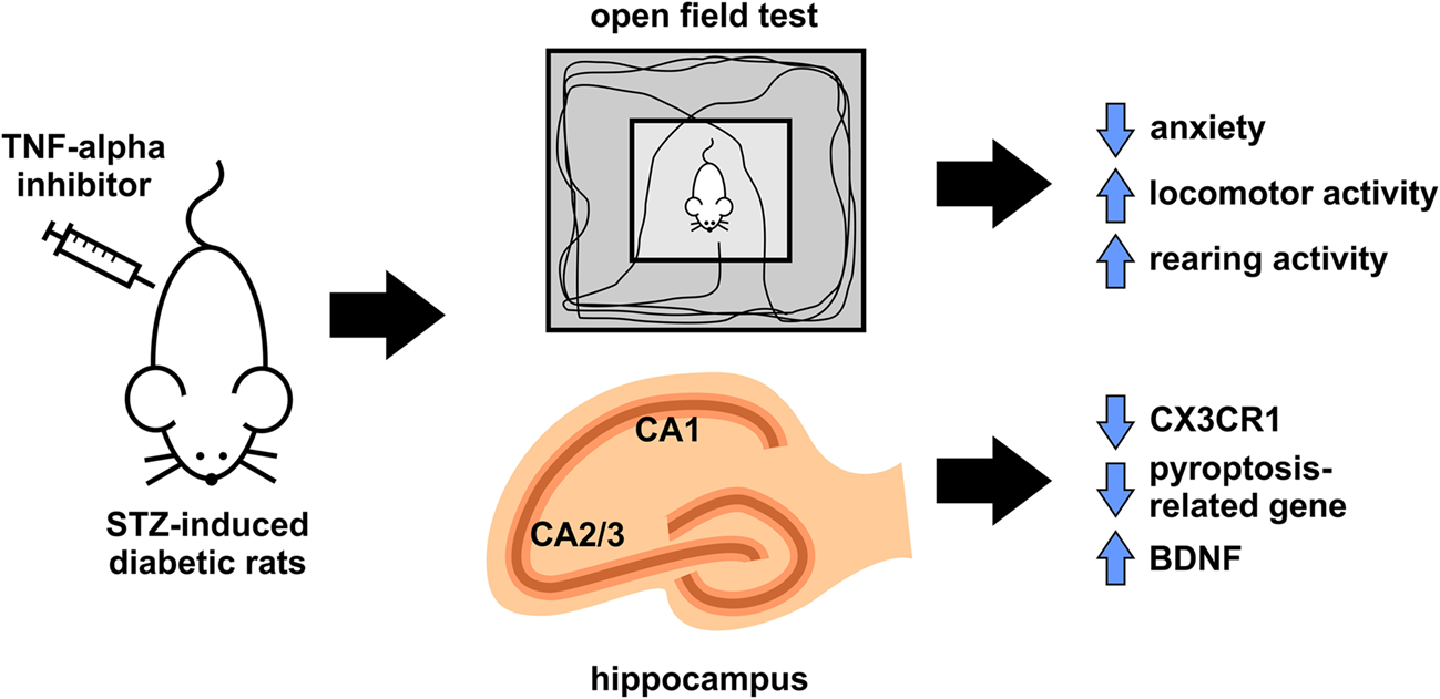 TNF-α Inhibition Modulates CX3CR1, Pyroptosis-related Genes, and BDNF to Alleviate Anxiety-like Behavior in Type 2 Diabetic Rats