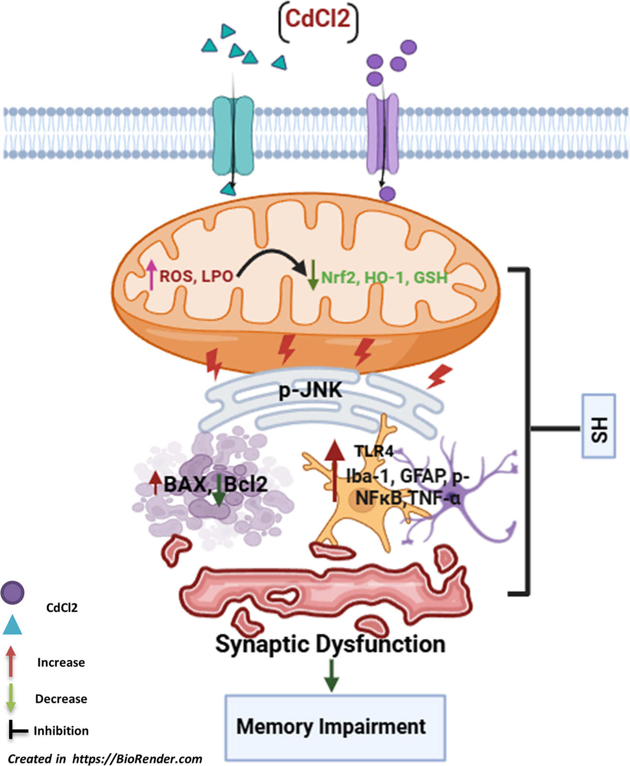 Sinomenine Hydrochloride Impedes Memory Impairments via Nrf2/HO-1-Mediated Inhibition of Oxidative Stress, Neuroinflammation and Apoptosis in Mice Brain