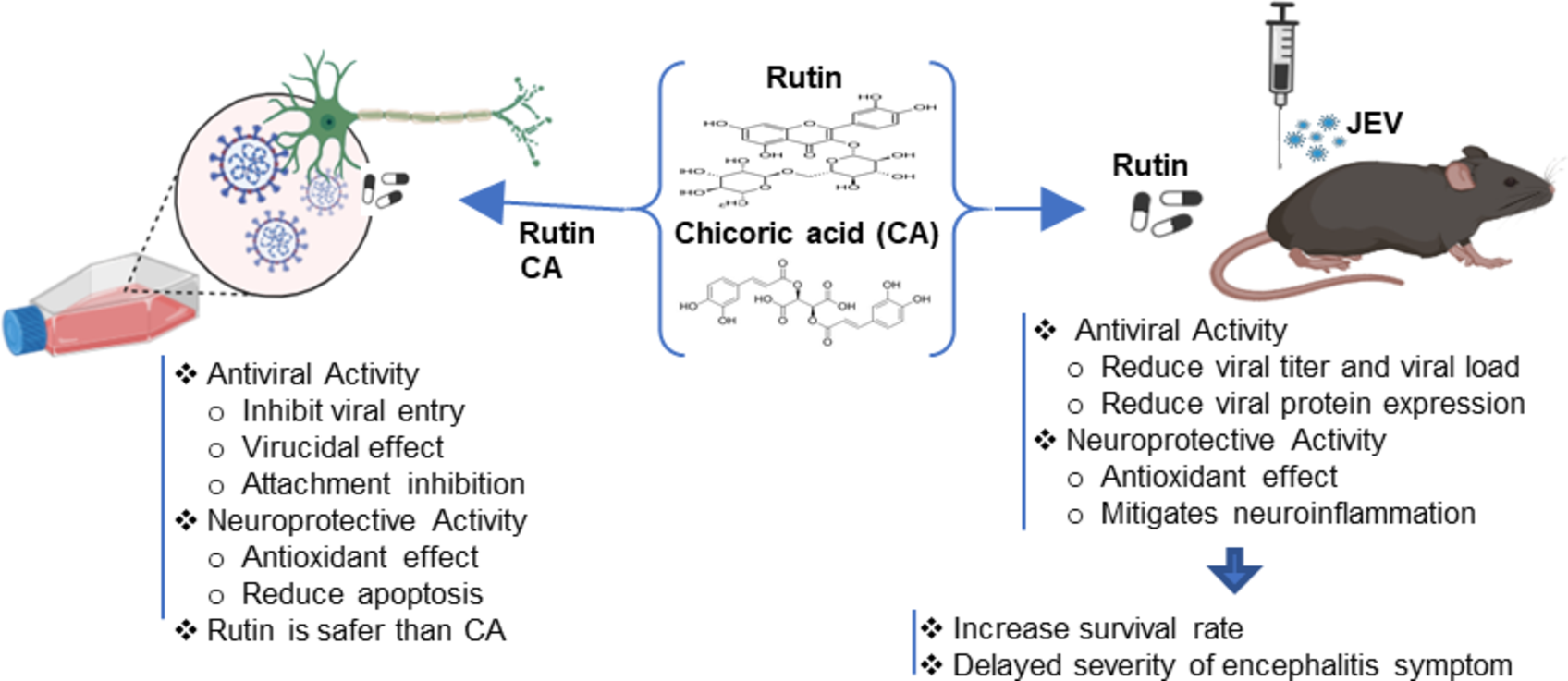 Rutin Attenuates Virus Entry and Replication and Exerts Neuroprotection in Experimental Models of Japanese Encephalitis