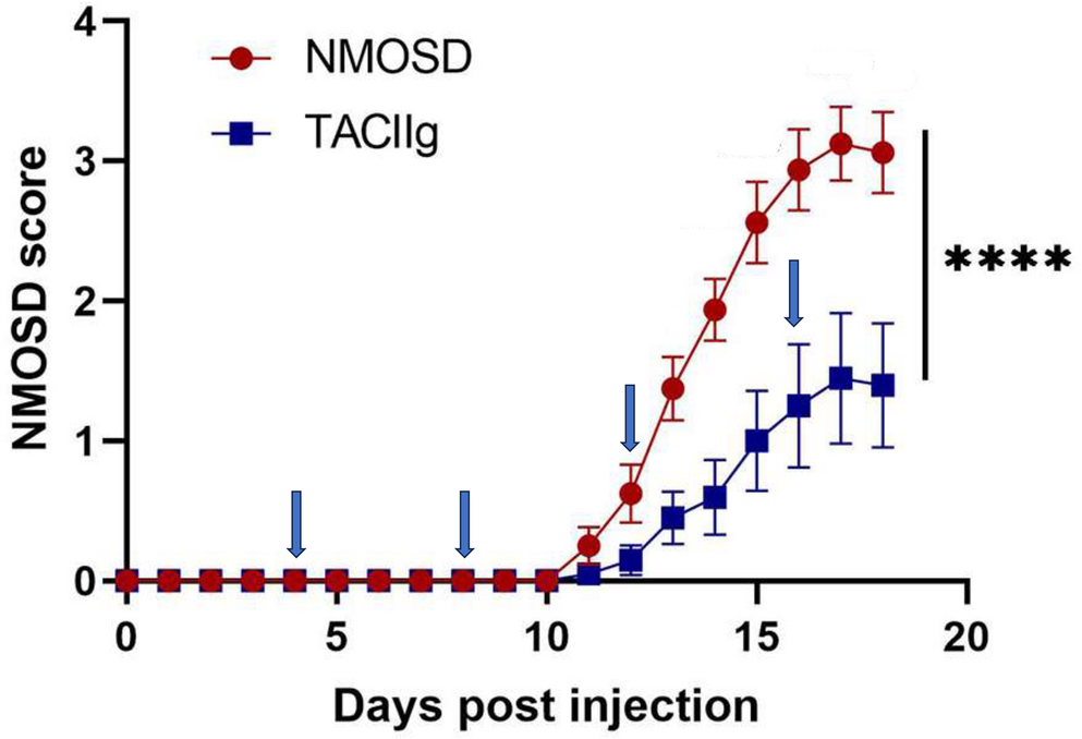 Telitacicept Inhibits the Maturation and Differentiation of B Lymphocytes in NMOSD