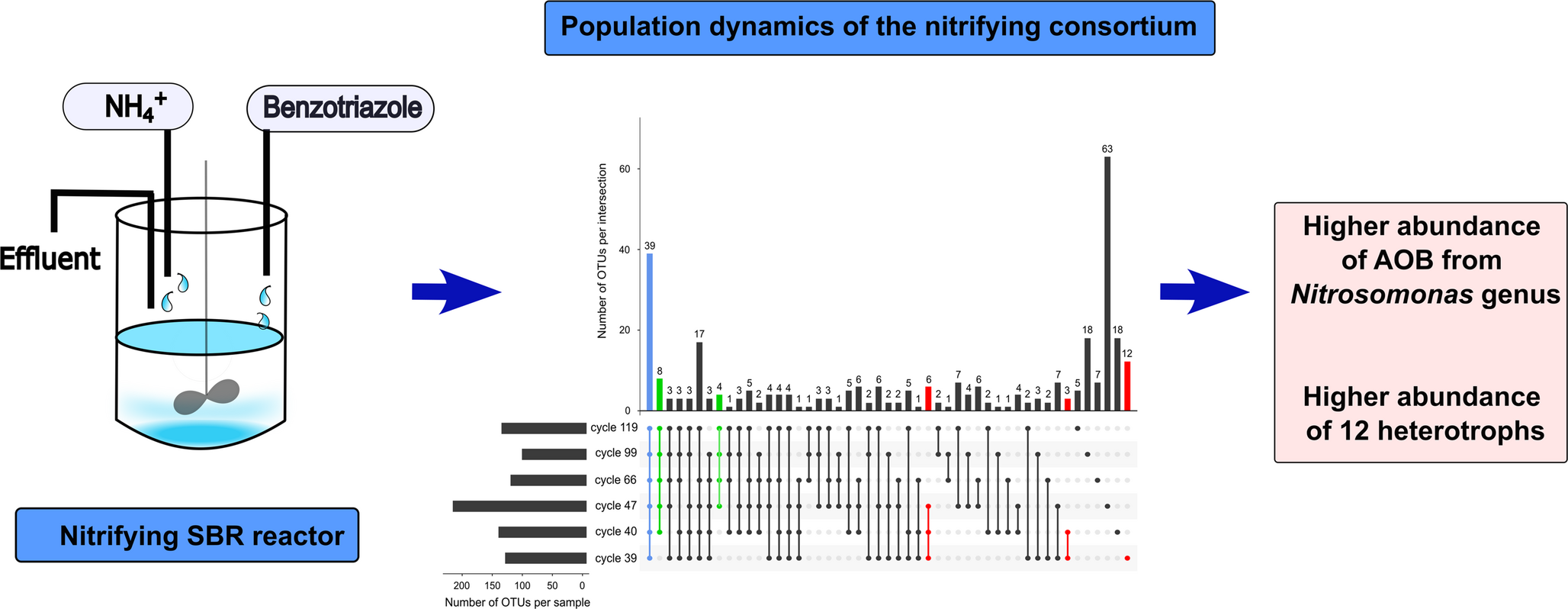 Population dynamics of ammonium oxidizing and heterotrophic bacteria in a nitrifying consortium fed with ammonium and benzotriazole
