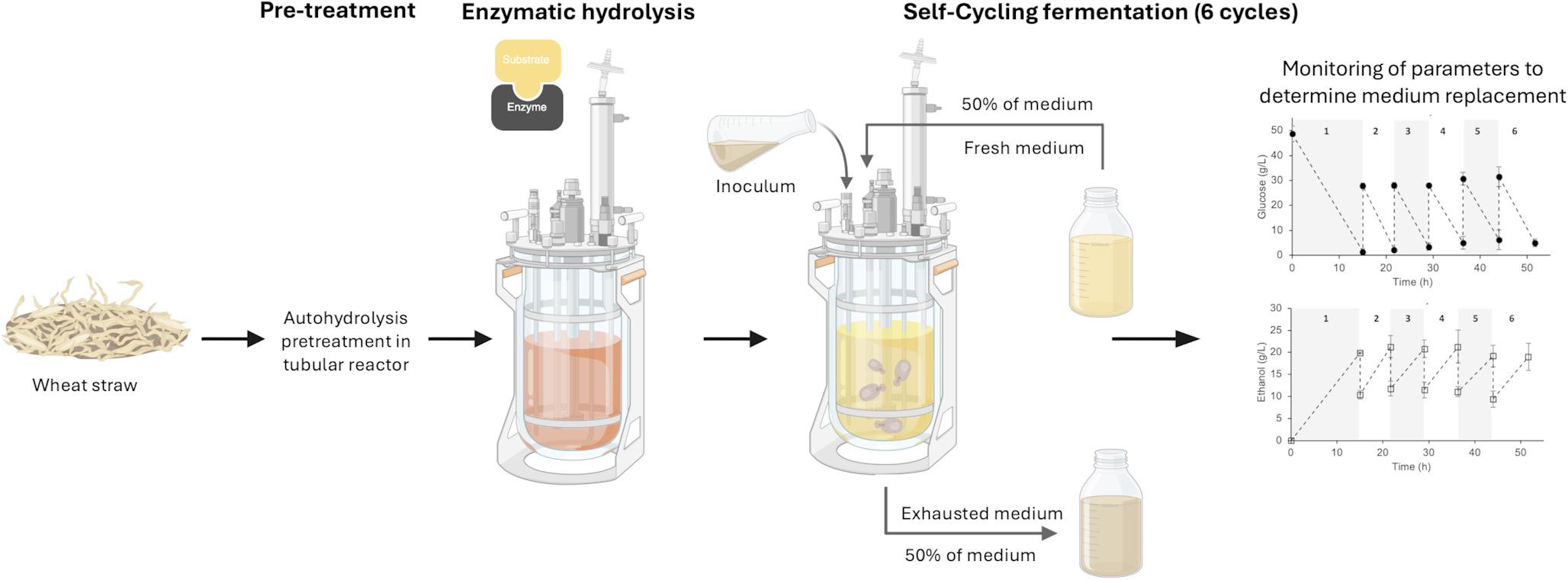 Self-cycling fermentation strategy for efficient bioethanol production from wheat straw by