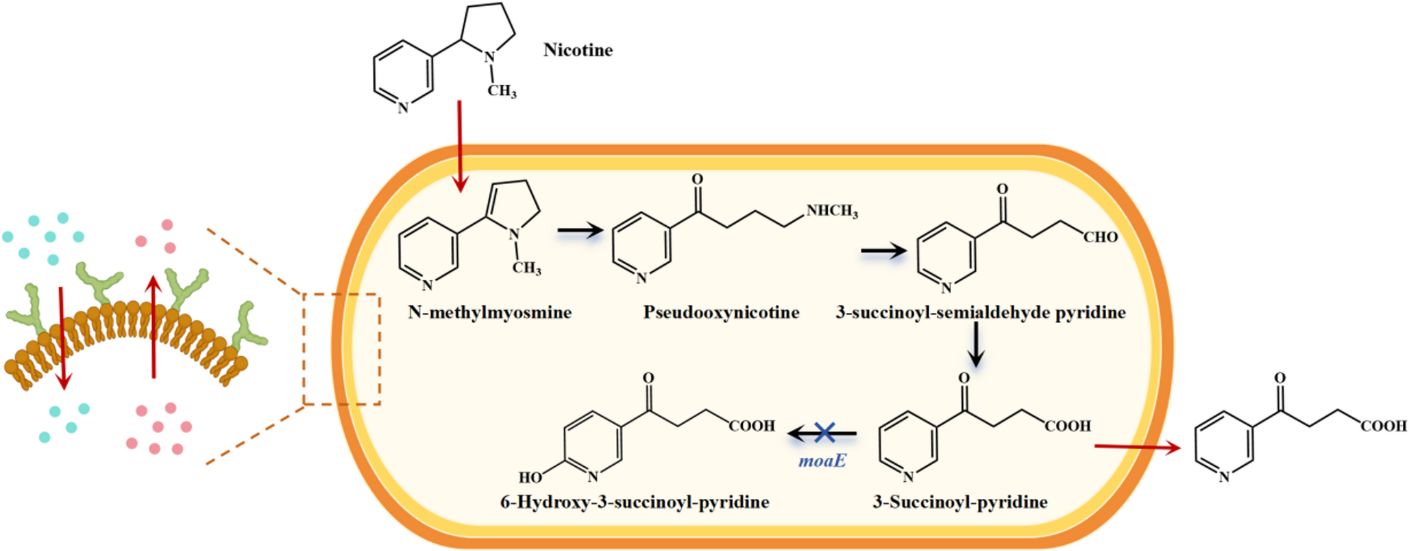 Targeted membrane permeability alterations in  ZS01 for high-level production of 3-succinyl-pyridine from the tobacco waste