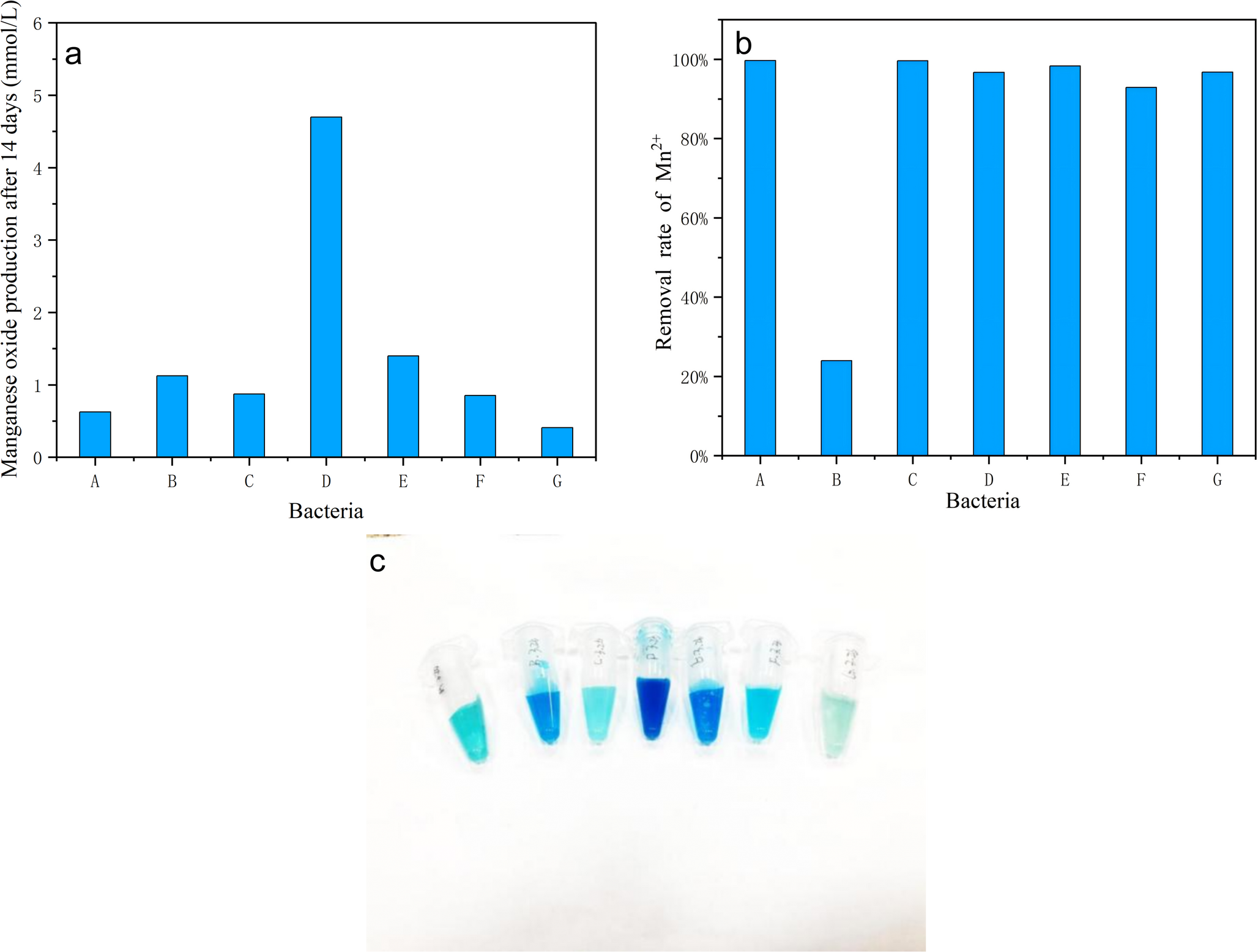 BacteriumBiological characteristics and oxidation performance of a new manganese-oxidizing bacteria: