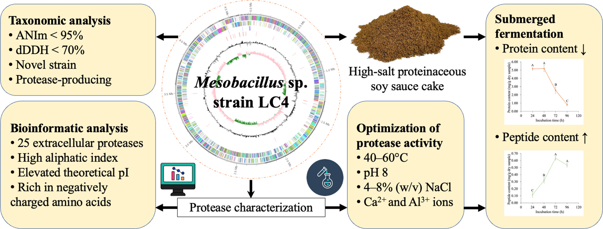Genomic and functional characterization of halophilic  sp. LC4: A novel protease producer for valorization of soy sauce cake waste