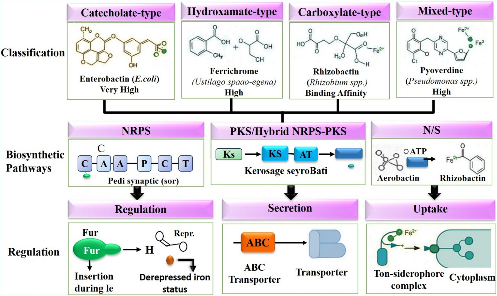 Next-generation perspectives on microbially synthesized siderophores: molecular engineering, multi-omics insights, and applications for smart climate-resilient crops