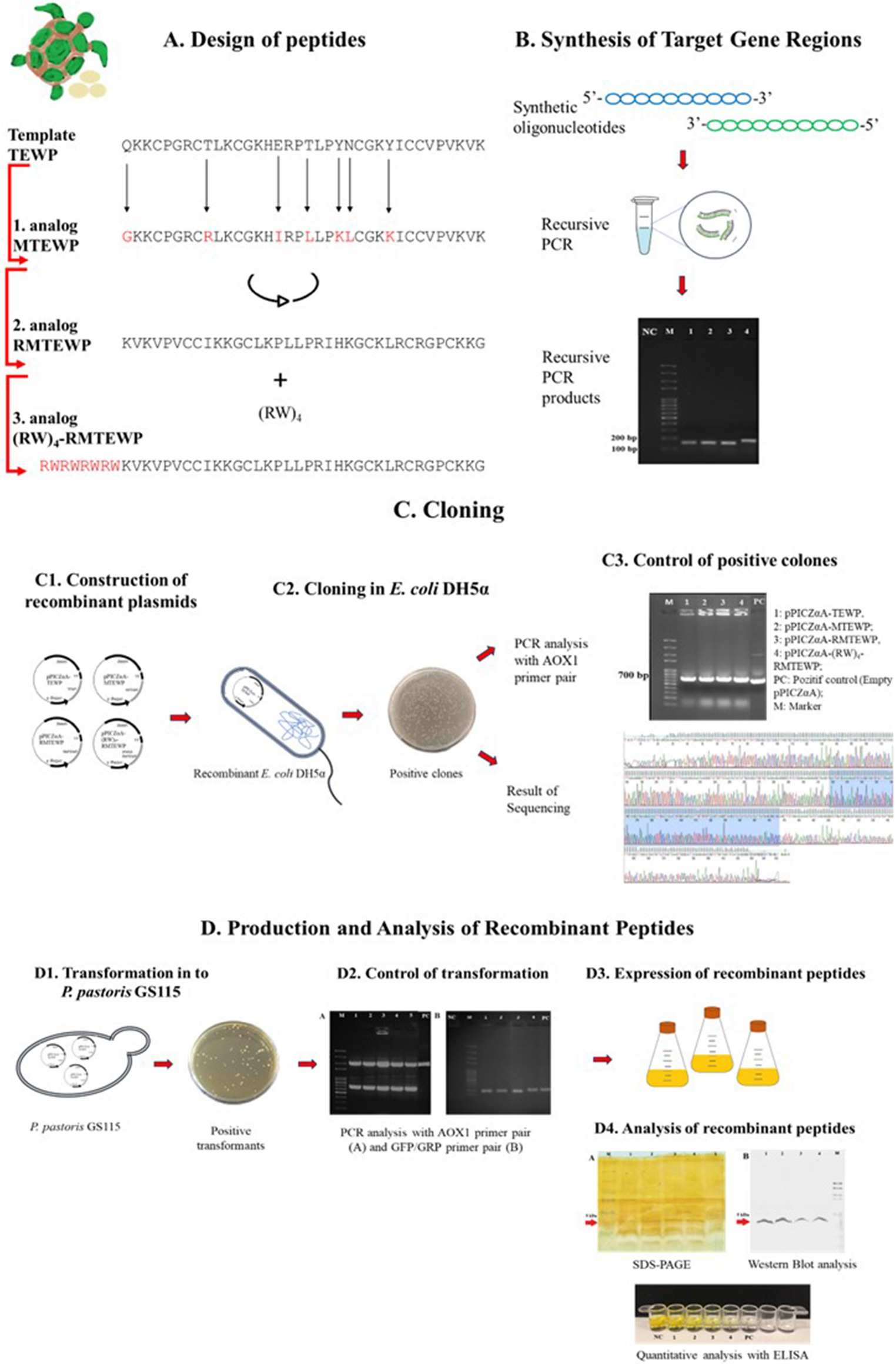 Recombinant expression and functional characterization of defensin-like peptide TEWP and its analogs in