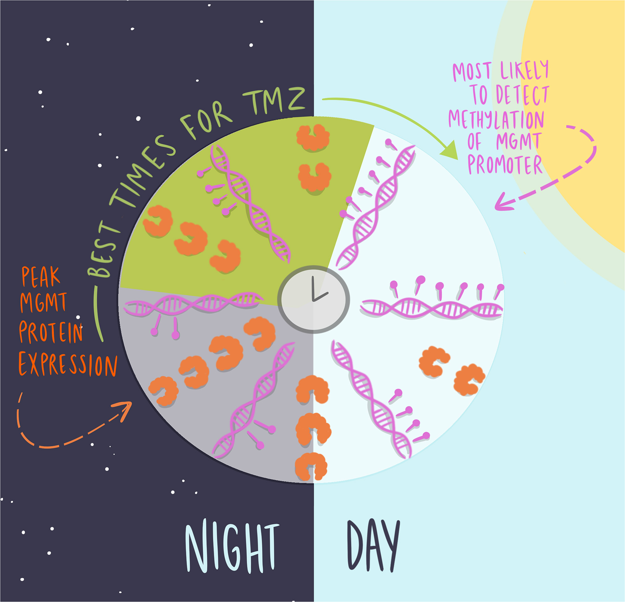 Circadian variation in MGMT promoter methylation and expression predicts sensitivity to temozolomide in glioblastoma